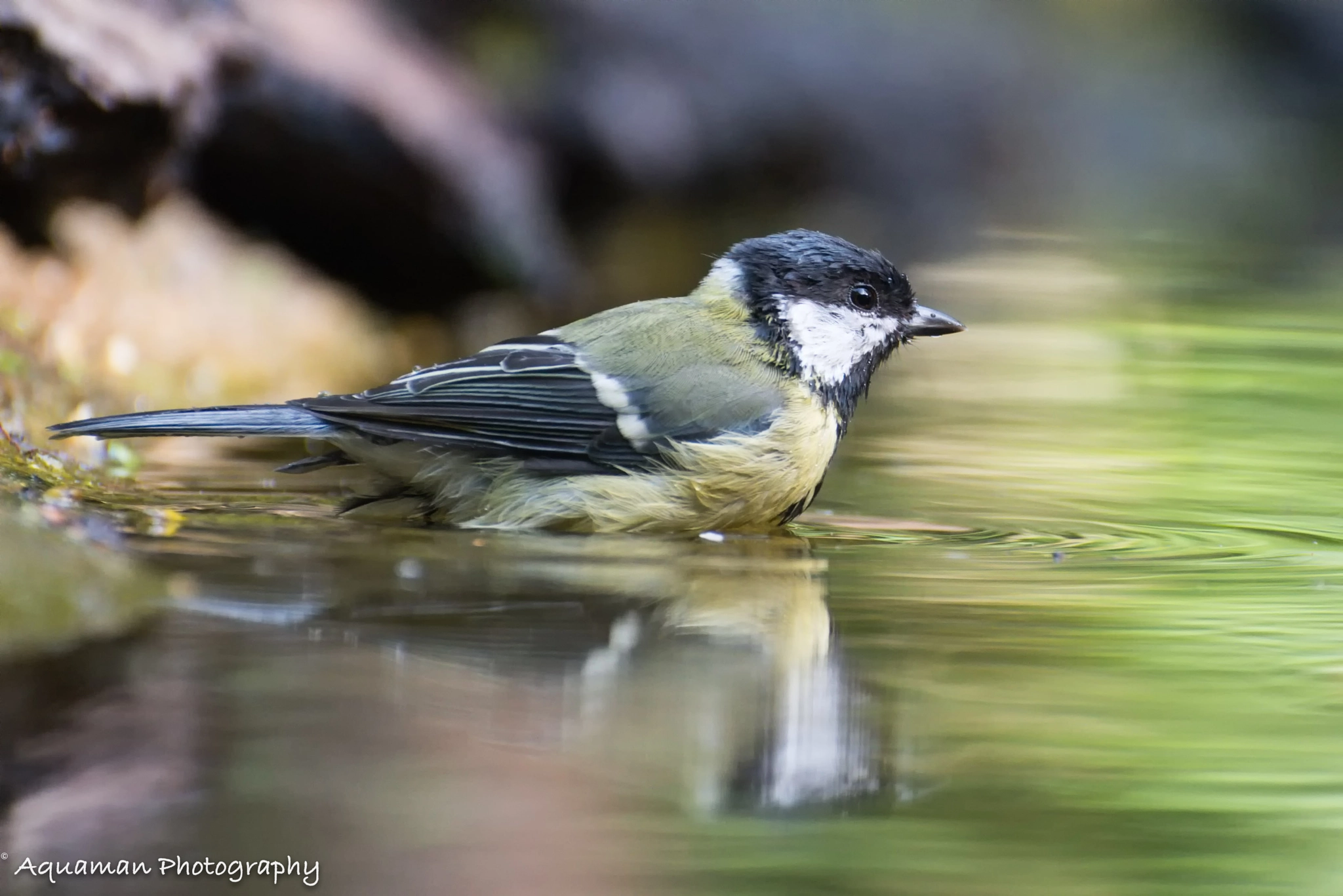 Nikon D800E sample photo. Great tit bathing photography