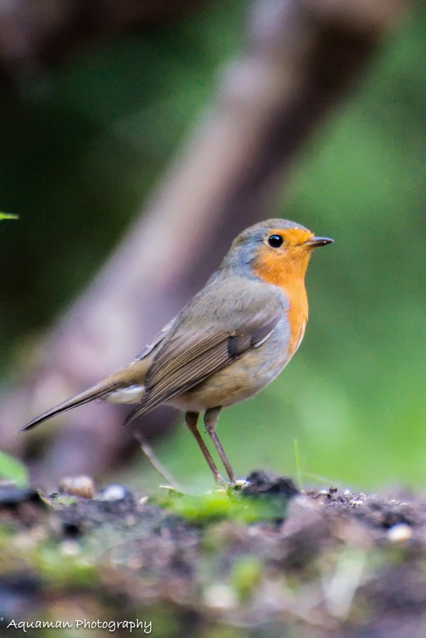 Nikon D800E sample photo. Robin photography