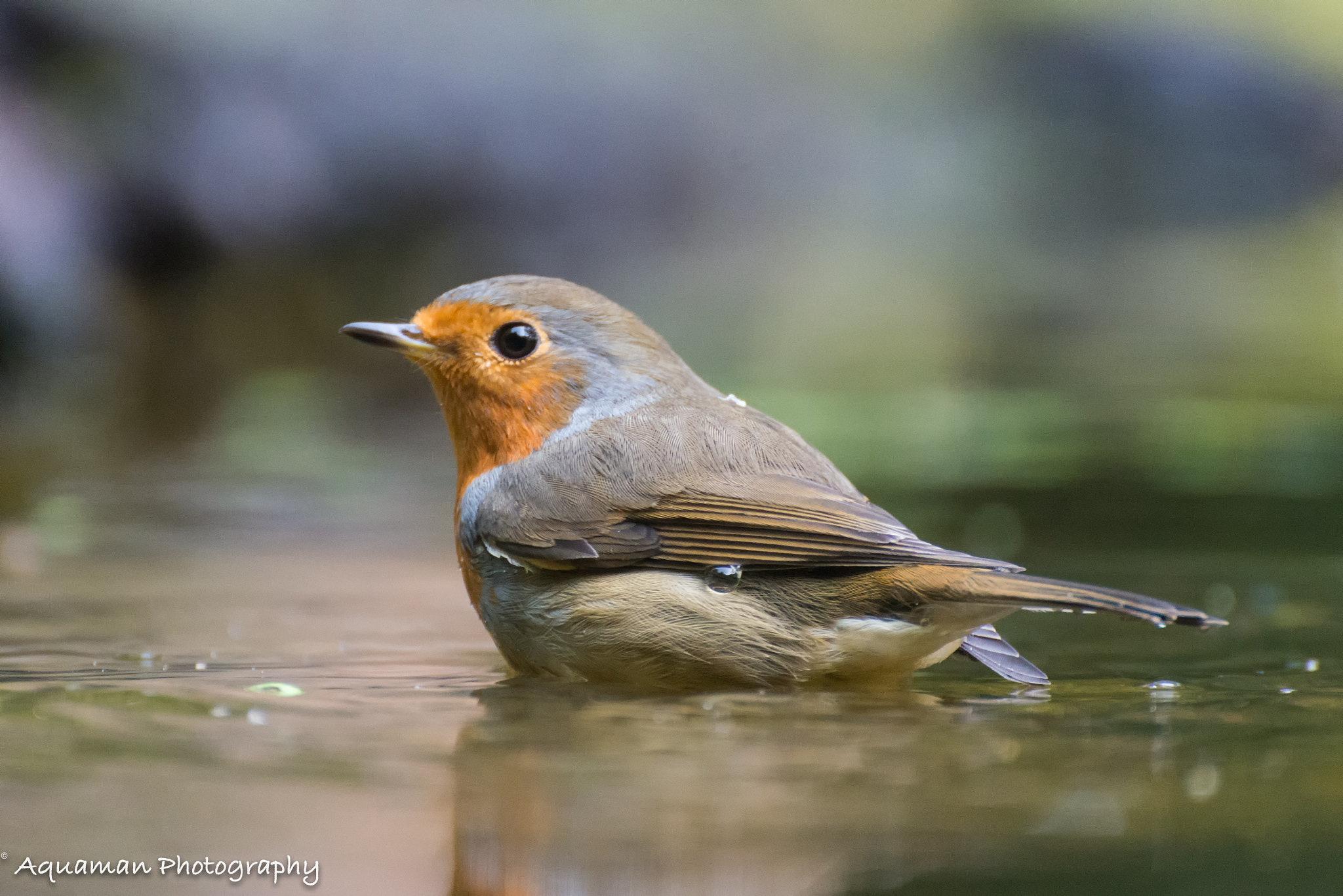Nikon D800E sample photo. Robin bathing photography