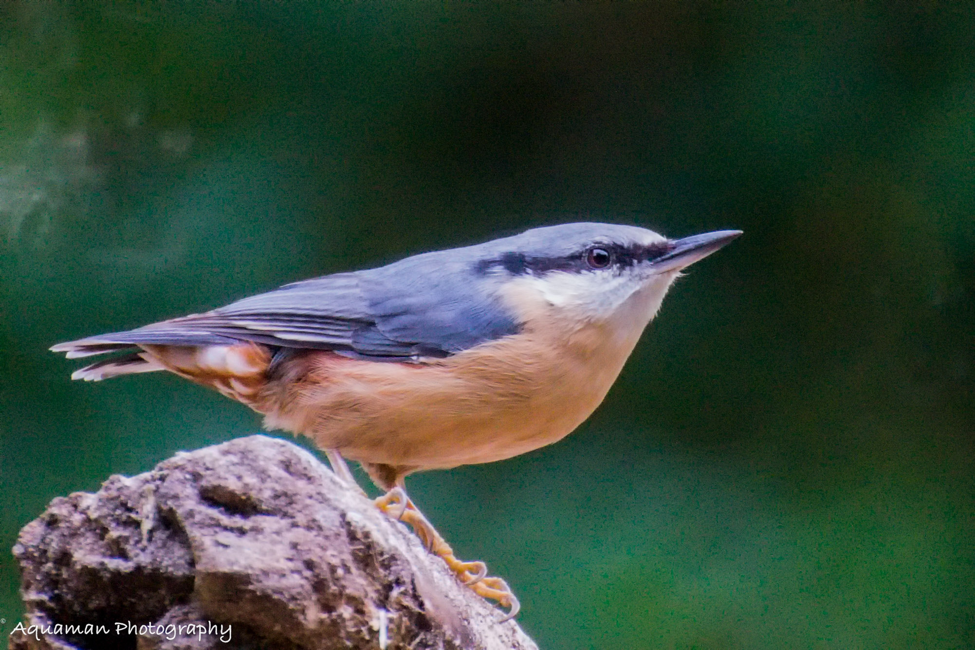 Nikon D800E sample photo. Nuthatch photography