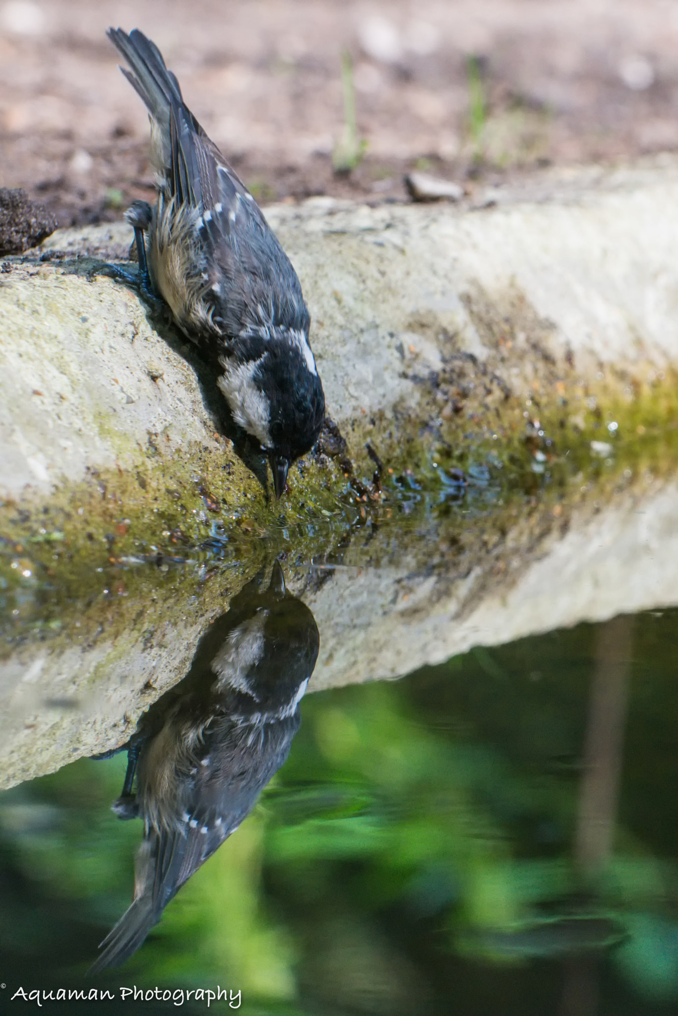 Nikon D800E sample photo. Great tit drinking photography