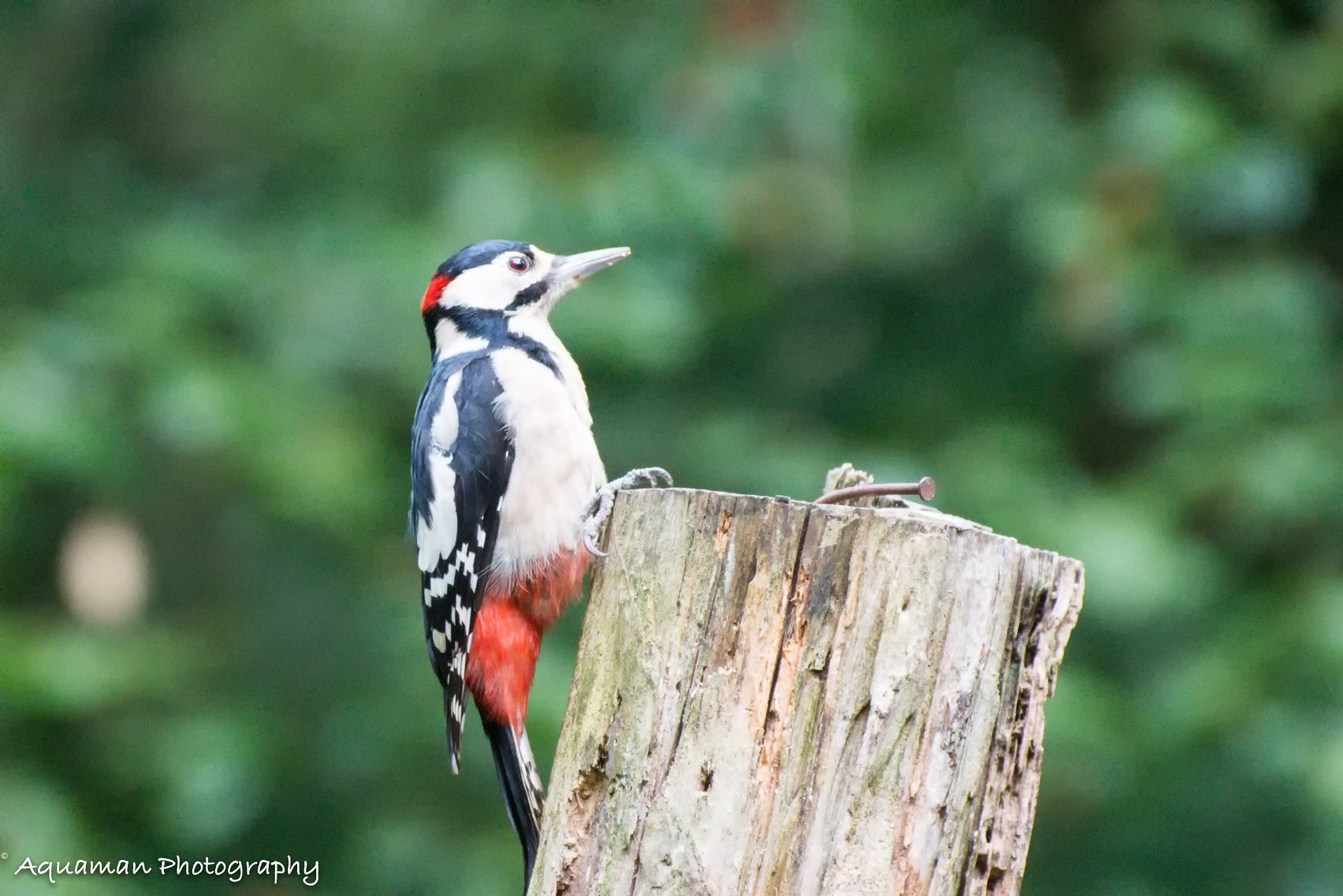 Nikon D800E sample photo. Spotted woodpecker photography