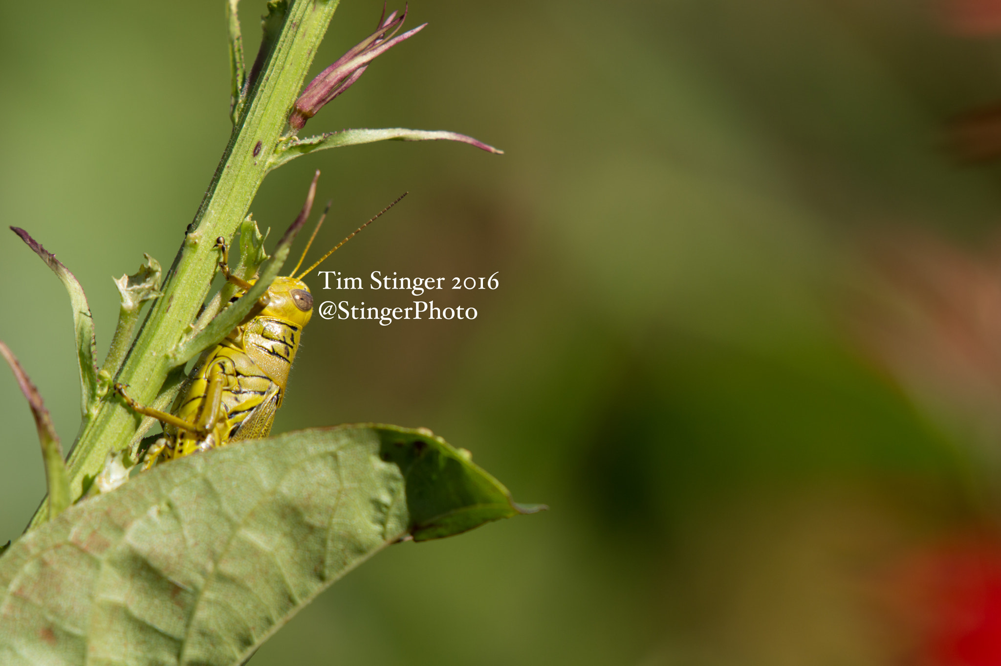 Nikon AF-S Nikkor 200-500mm F5.6E ED VR sample photo. Yellow grasshopper (2) photography