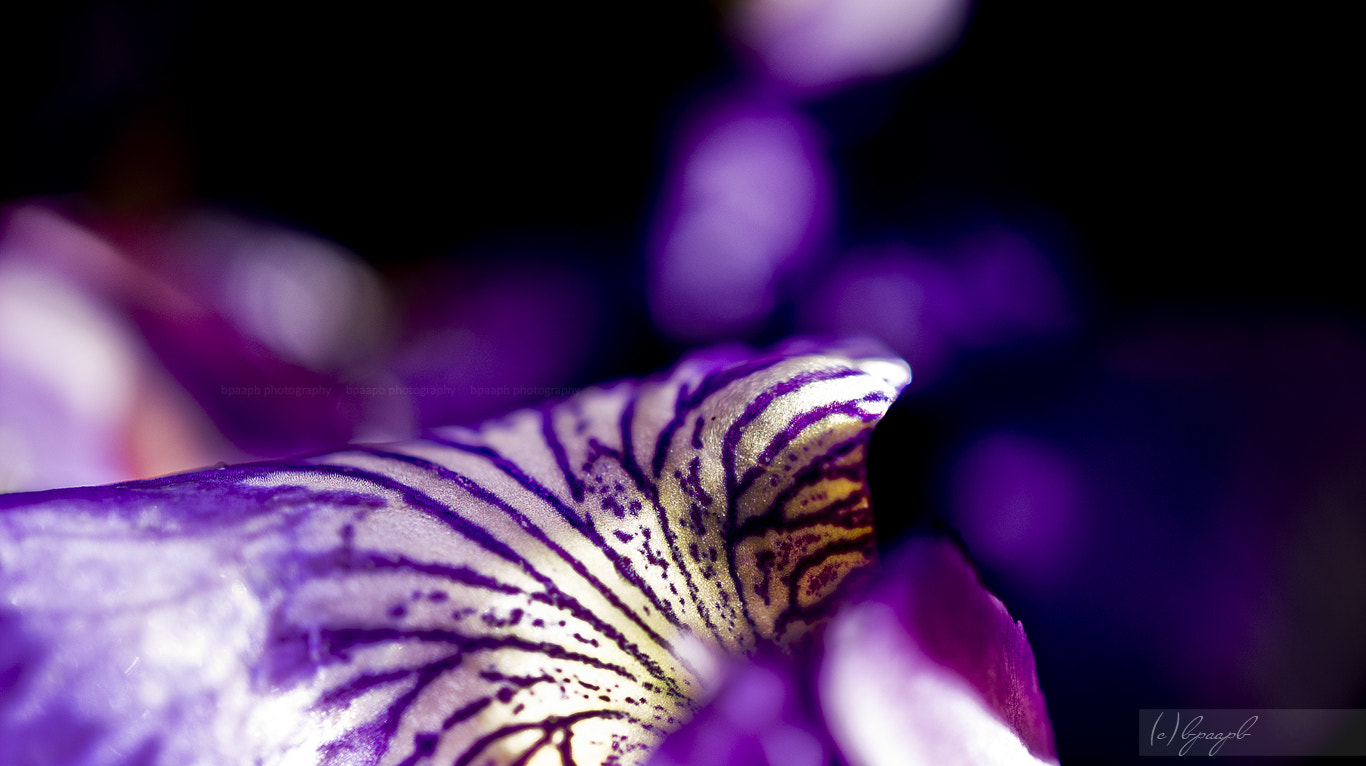 Sony Alpha NEX-5 + Sony E 30mm F3.5 Macro sample photo. ...irises... photography