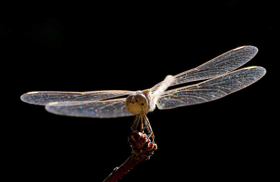 smc PENTAX-FA Macro 100mm F2.8 sample photo. Smile :d photography