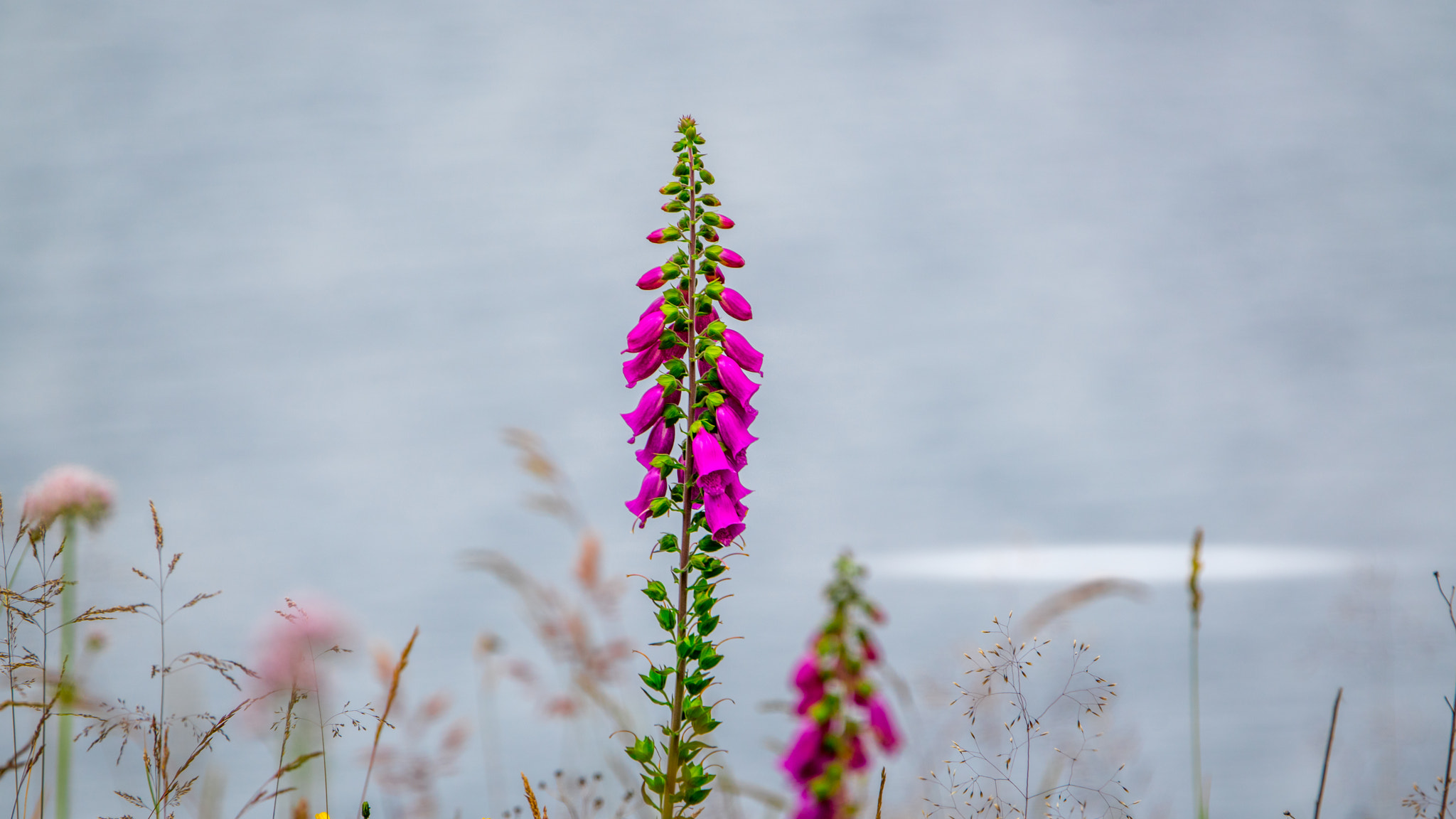 Sony a7R II + Sony 70-400mm F4-5.6 G SSM sample photo. Norway photography