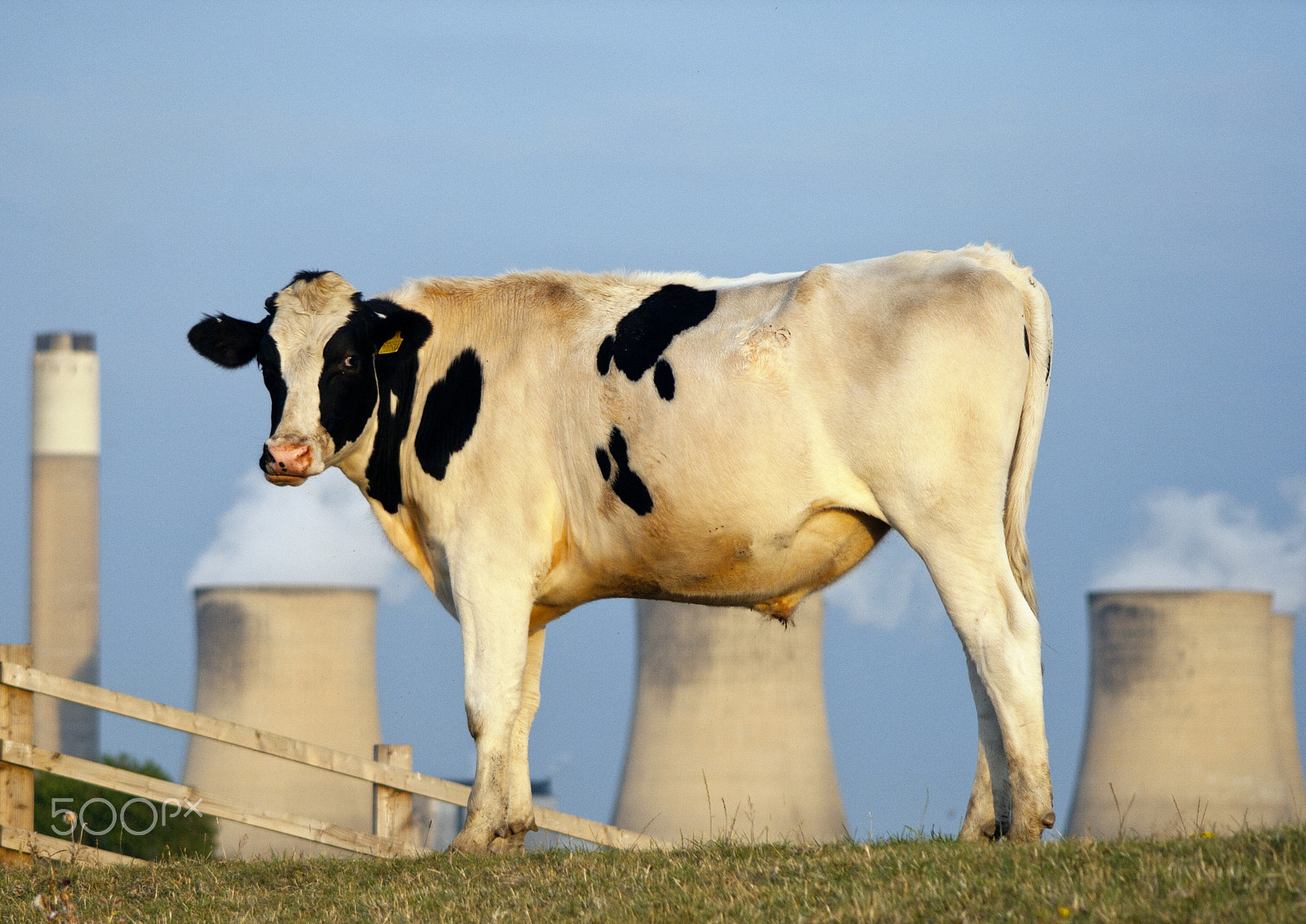 Canon EF 90-300mm F4.5-5.6 sample photo. Bull power photography