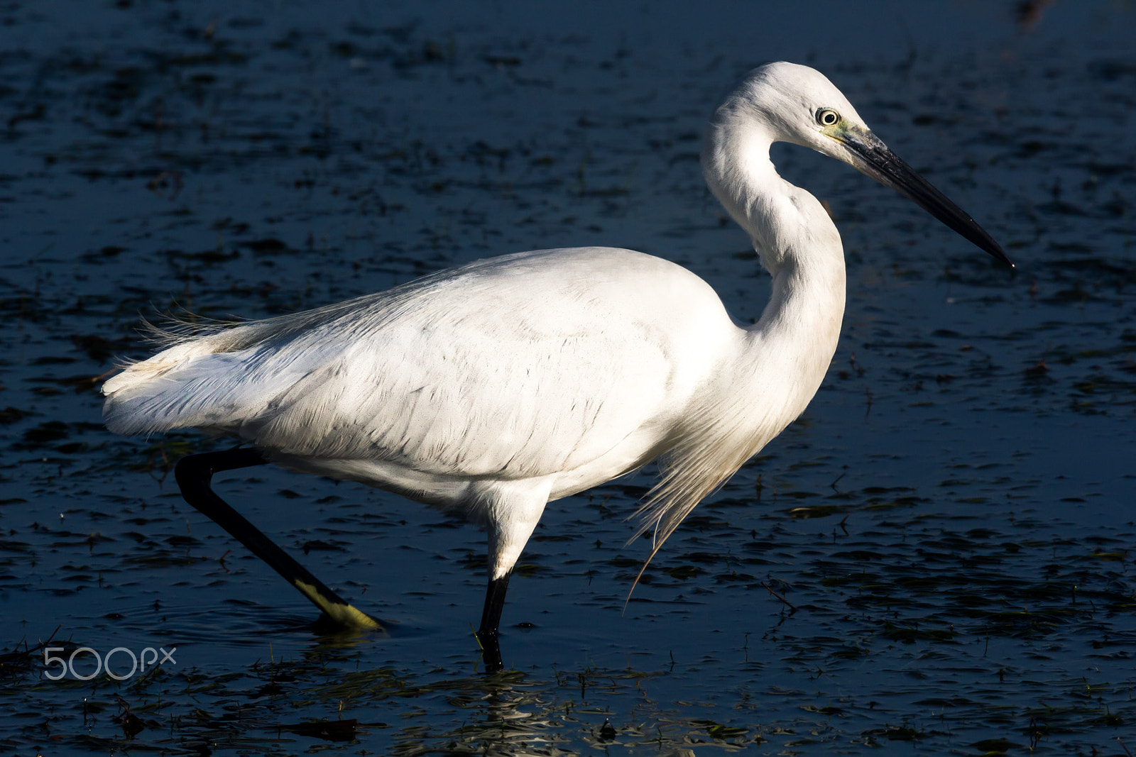 Canon EOS 550D (EOS Rebel T2i / EOS Kiss X4) + Canon EF 400mm F2.8L IS USM sample photo. The little egret photography