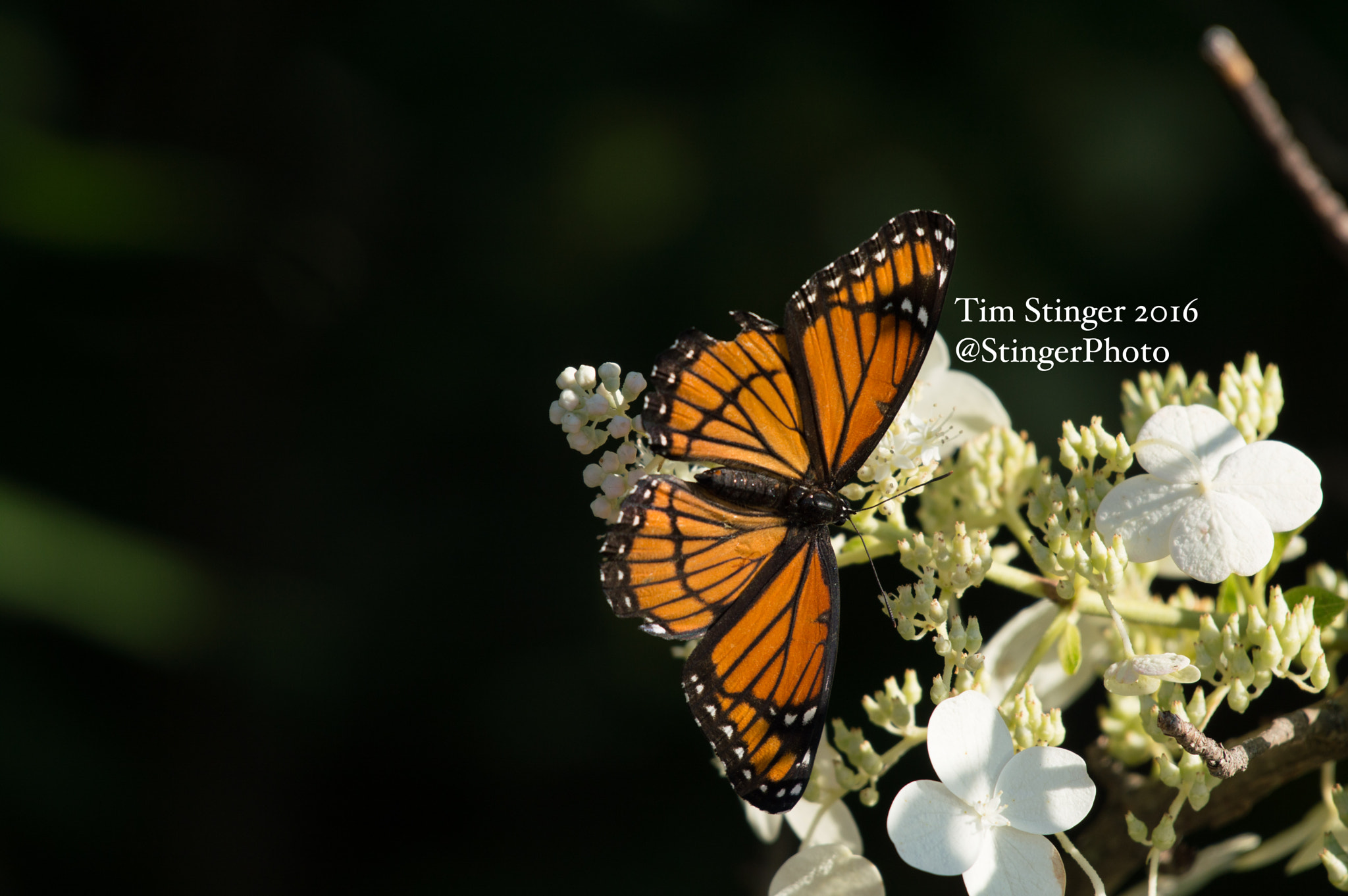 Nikon AF-S Nikkor 200-500mm F5.6E ED VR sample photo. Monarch butterfly on hydrangea (3) photography