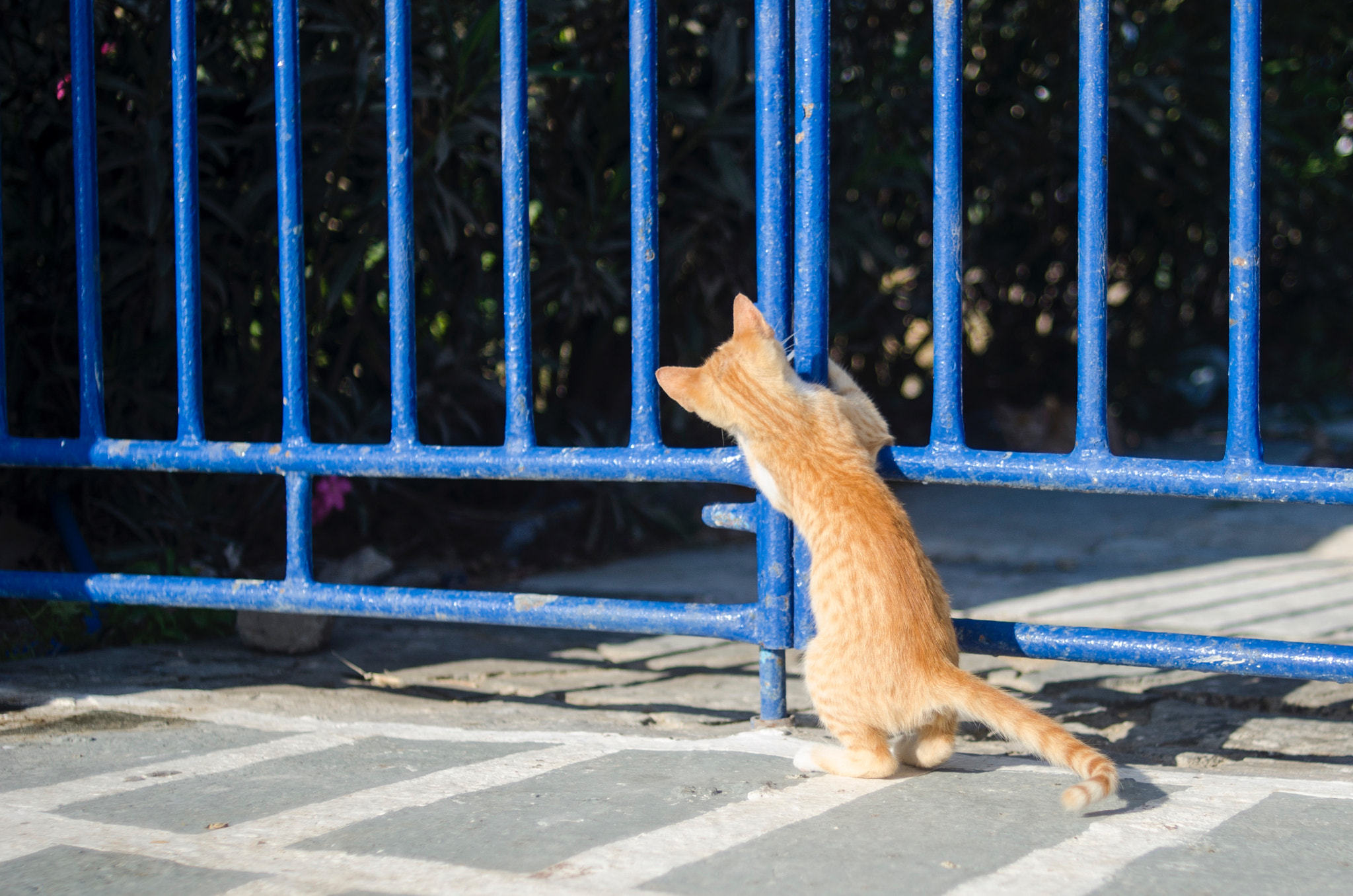 Nikon D7000 + Nikon AF Nikkor 35mm F2D sample photo. Mykonos cat photography