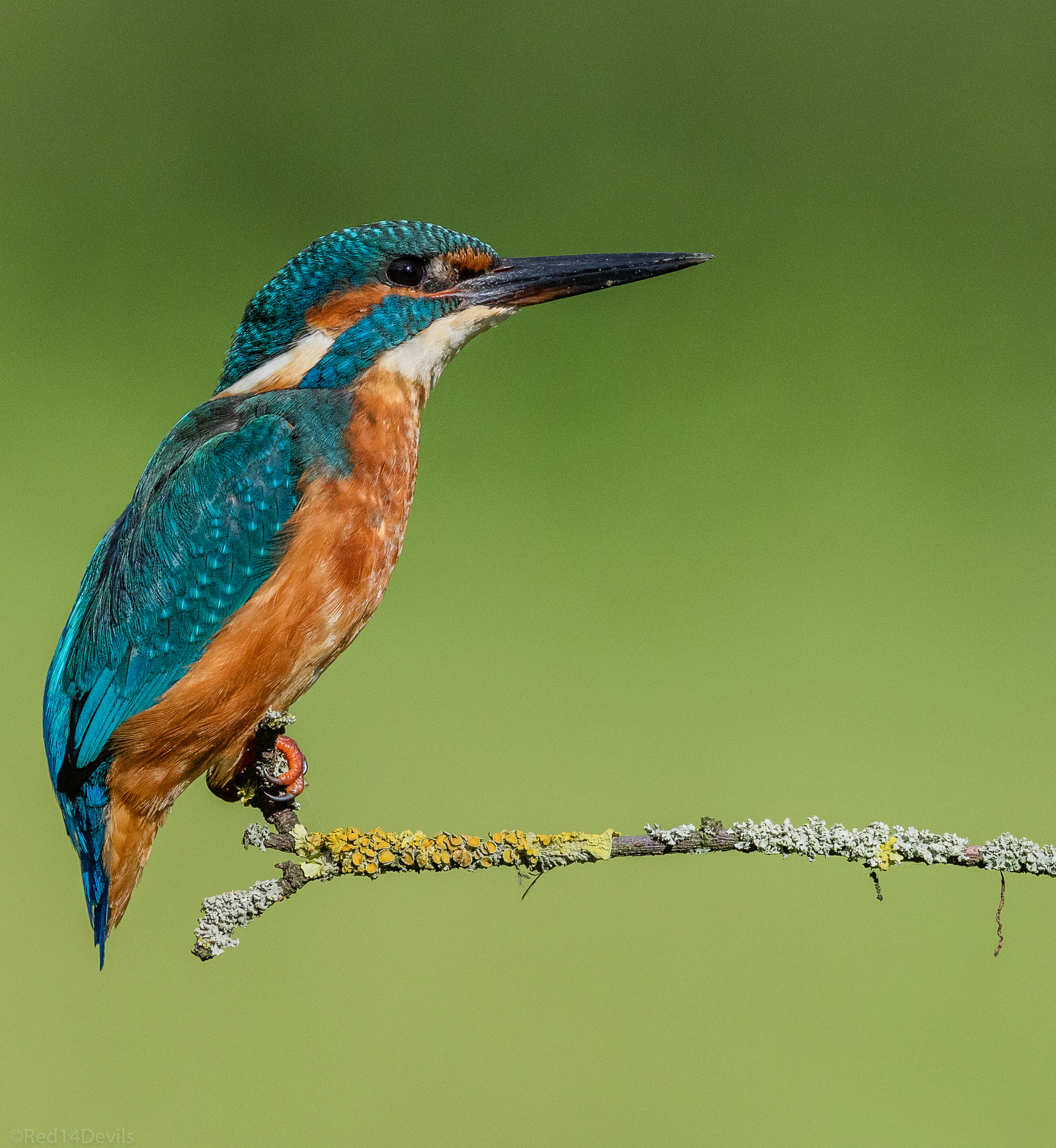 Canon EF 200-400mm F4L IS USM Extender 1.4x sample photo. Common kingfisher photography