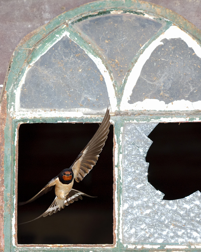 Canon EOS-1D Mark III sample photo. Barn swallow photography