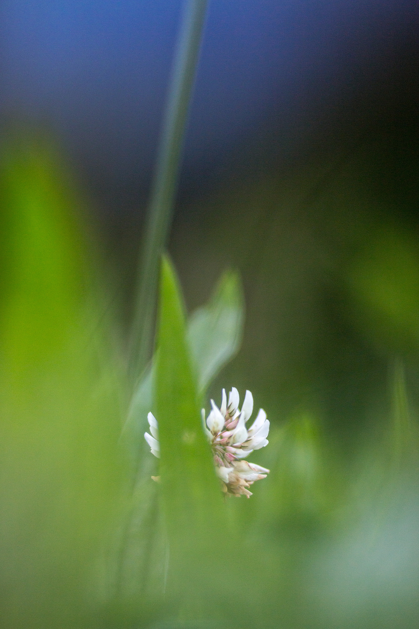 Canon EOS 70D + Canon EF 135mm F2L USM sample photo. Meadow bloomers ii photography