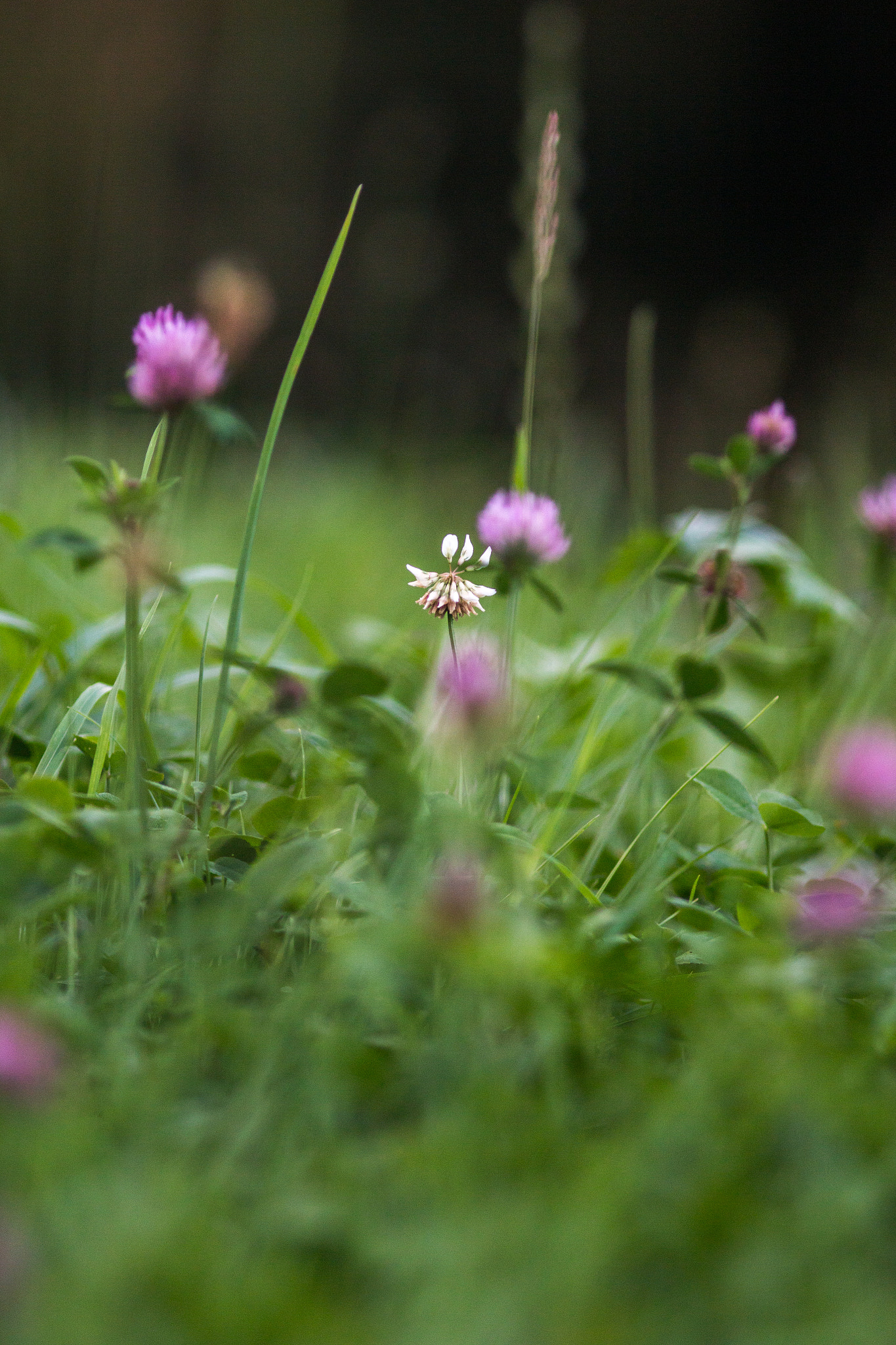 Canon EOS 70D + Canon EF 200mm F2.8L II USM sample photo. Meadow bloomers i photography