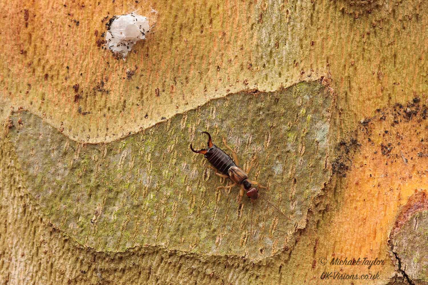 Canon EF 100mm F2.8 Macro USM sample photo. Earwig... photography