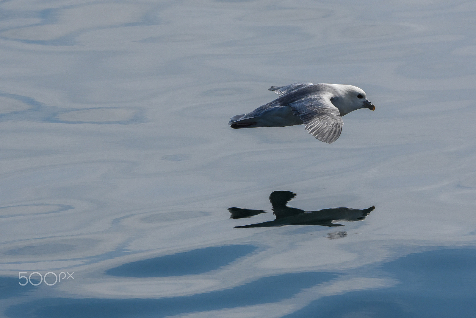 Nikon D7200 + Tamron SP 150-600mm F5-6.3 Di VC USD sample photo. A fulmar reflection photography