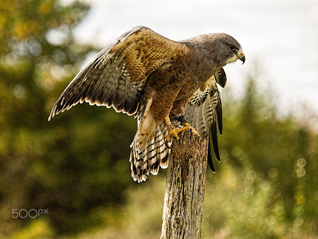 Olympus E-5 sample photo. Swainson hawk photography