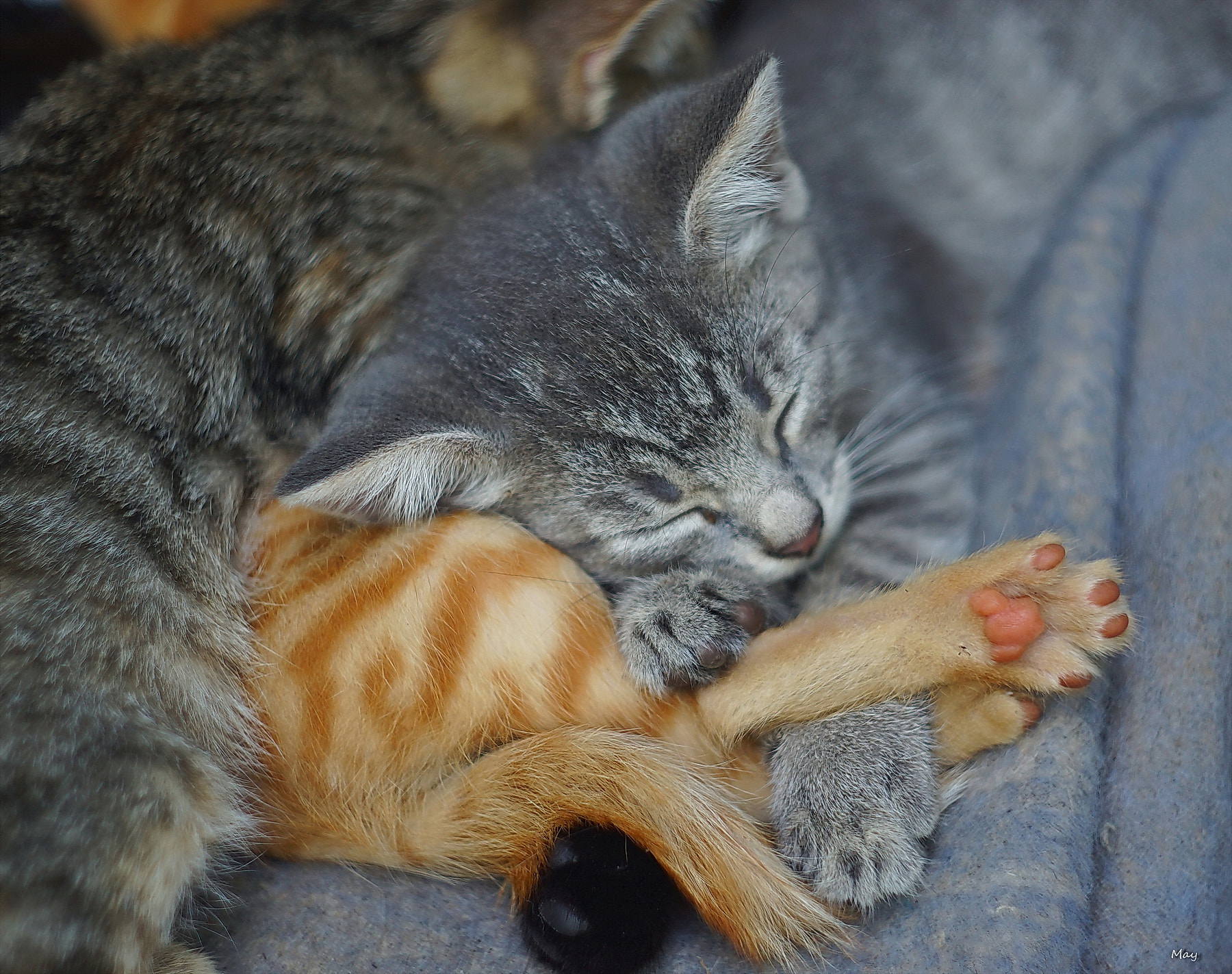 Sony SLT-A65 (SLT-A65V) + Minolta AF 50mm F1.7 sample photo. Ears.. paws.. tail photography