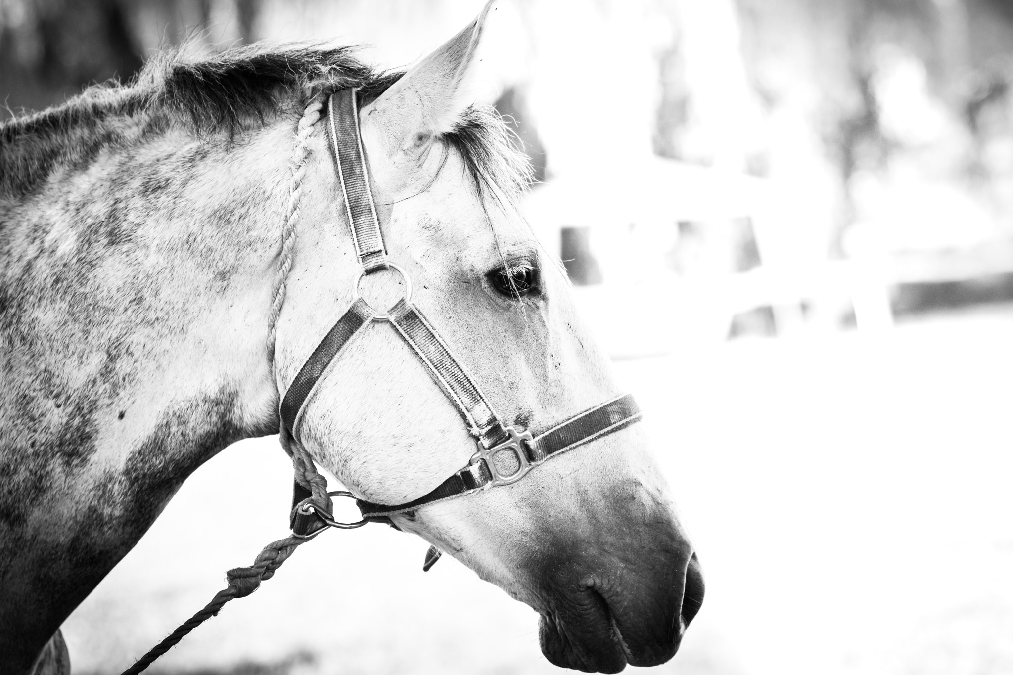 Nikon AF Nikkor 85mm F1.8D sample photo. Son of the white mare photography