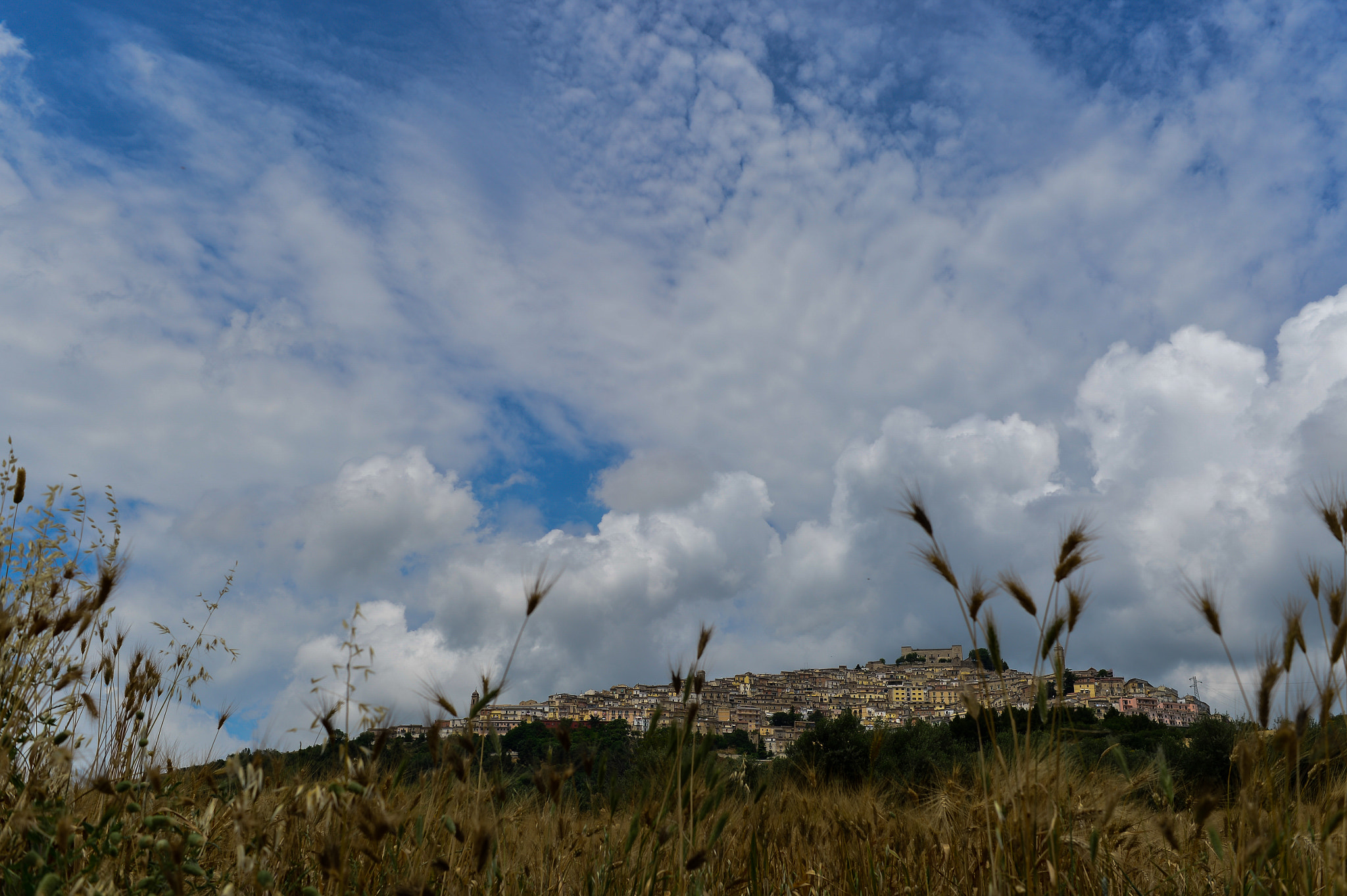 Nikon Df + Nikon AF Nikkor 35mm F2D sample photo. Campo di grano photography