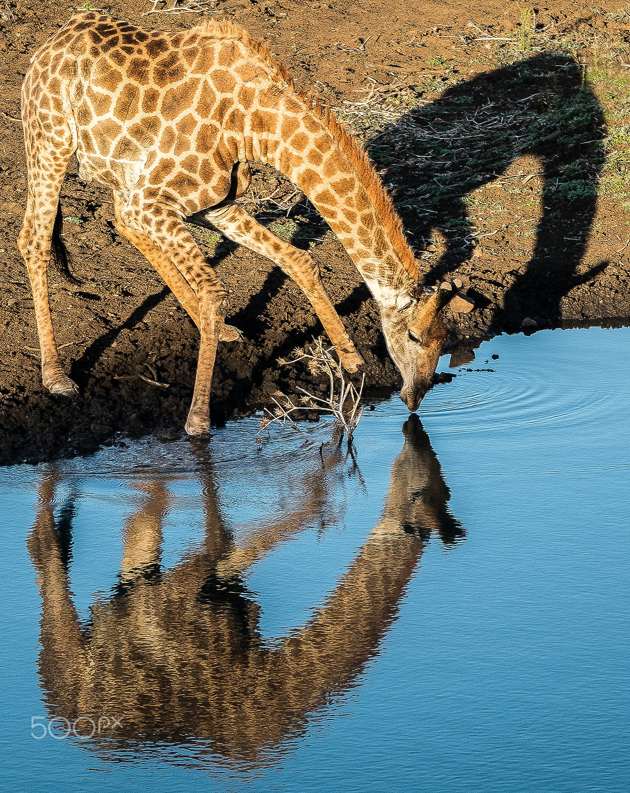 Fujifilm X-T1 + XF50-140mmF2.8 R LM OIS WR + 2x sample photo. Giraffe in three dimensions photography