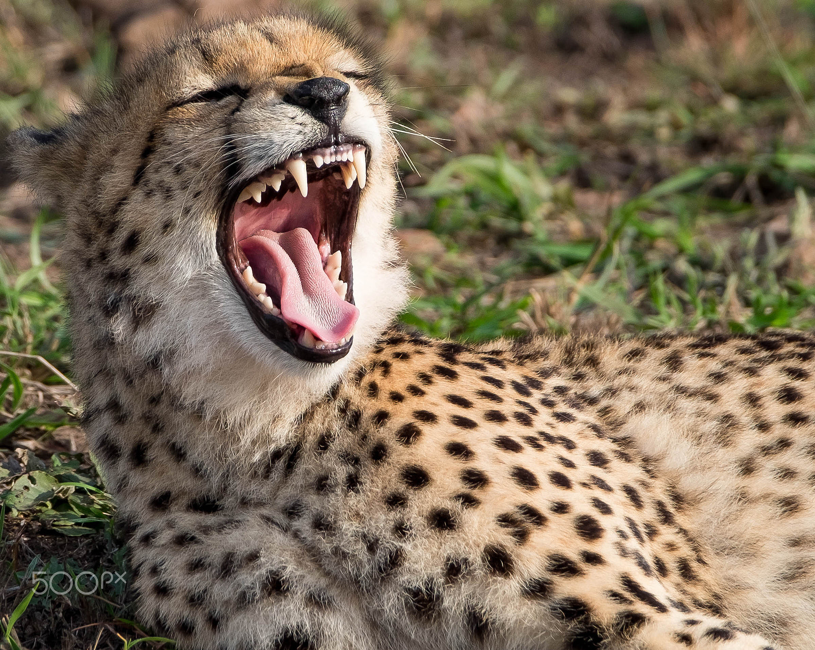 Fujifilm X-T1 + XF50-140mmF2.8 R LM OIS WR + 2x sample photo. Cheetah waking photography