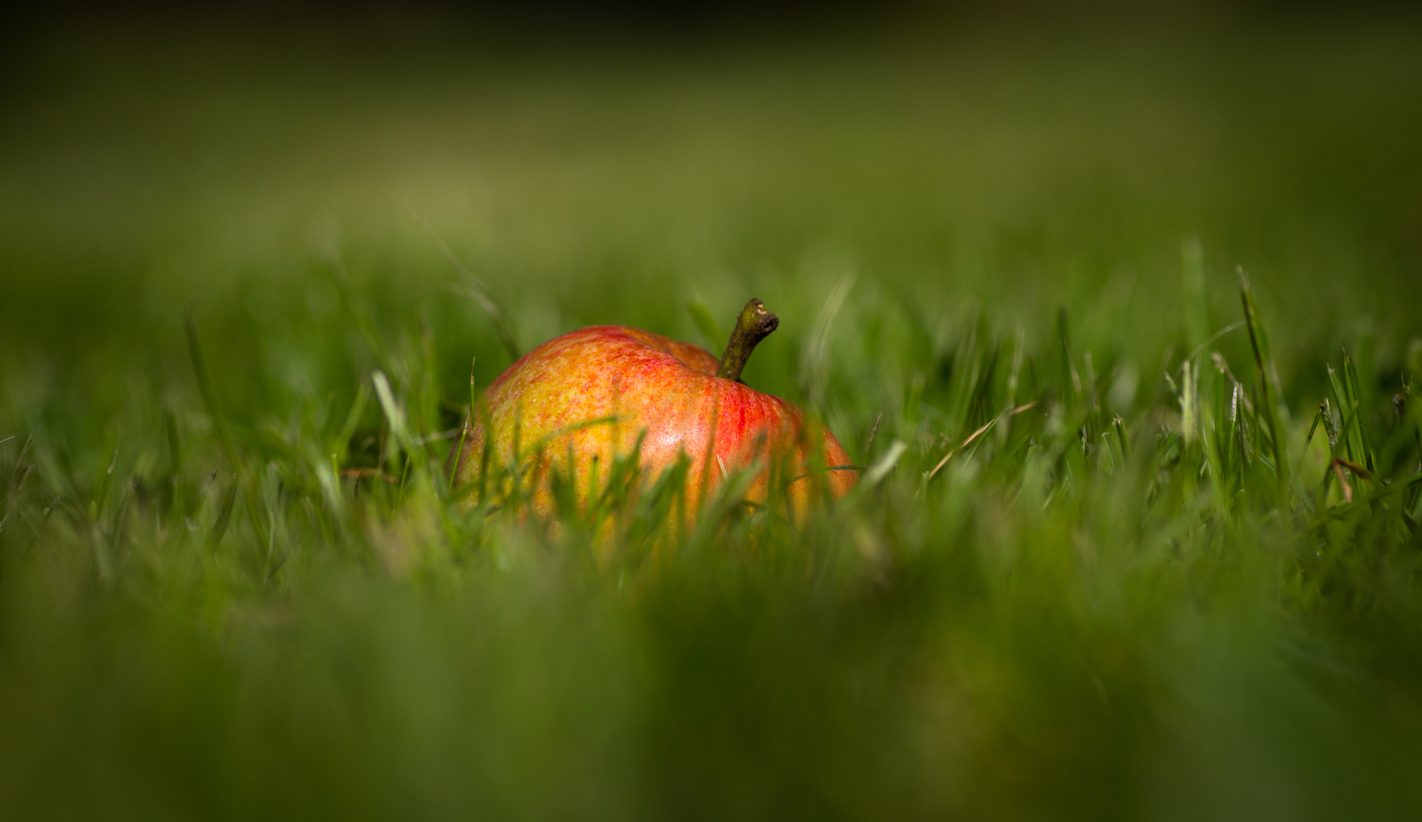 Canon EOS 700D (EOS Rebel T5i / EOS Kiss X7i) + Tamron SP AF 90mm F2.8 Di Macro sample photo. Img photography