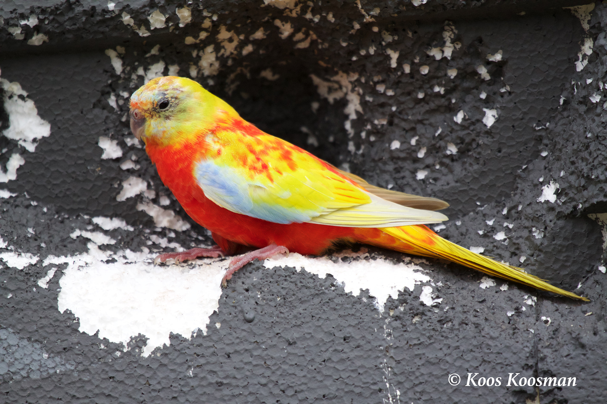 Canon EF 100-400mm F4.5-5.6L IS USM sample photo. King parakeet photography