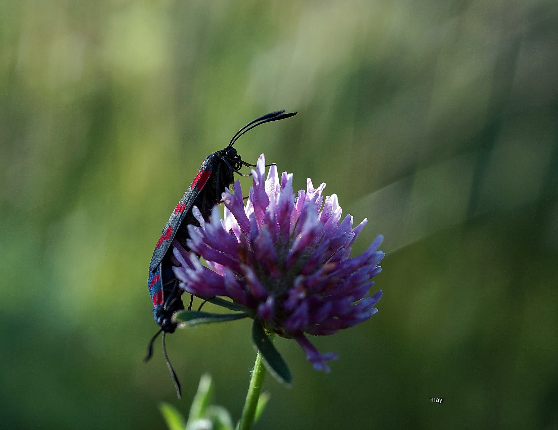 Sony SLT-A65 (SLT-A65V) sample photo. Zygaena filipendulae photography