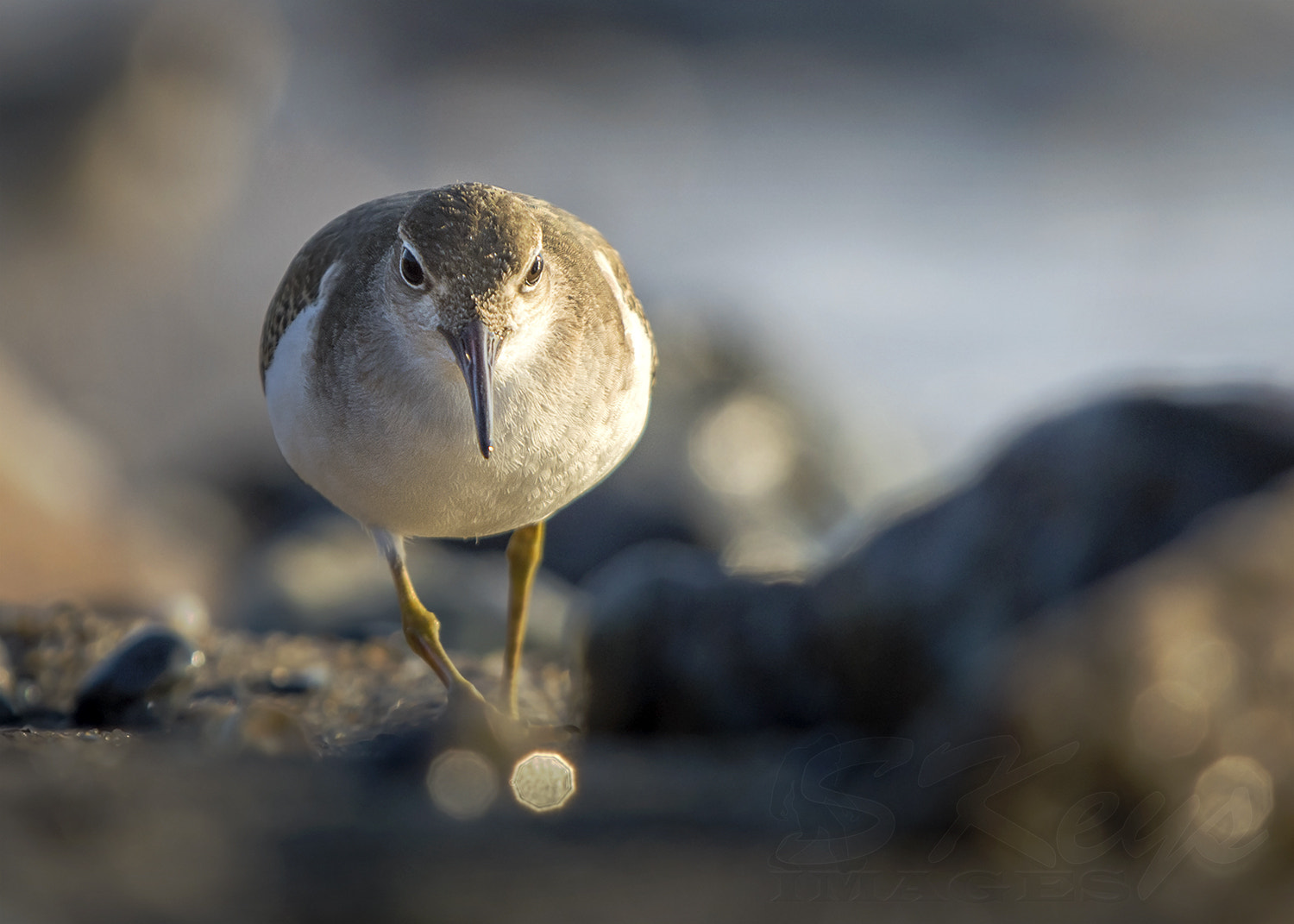 Nikon D7200 + Sigma 500mm F4.5 EX DG HSM sample photo. Patrol (spotted sandpiper) photography