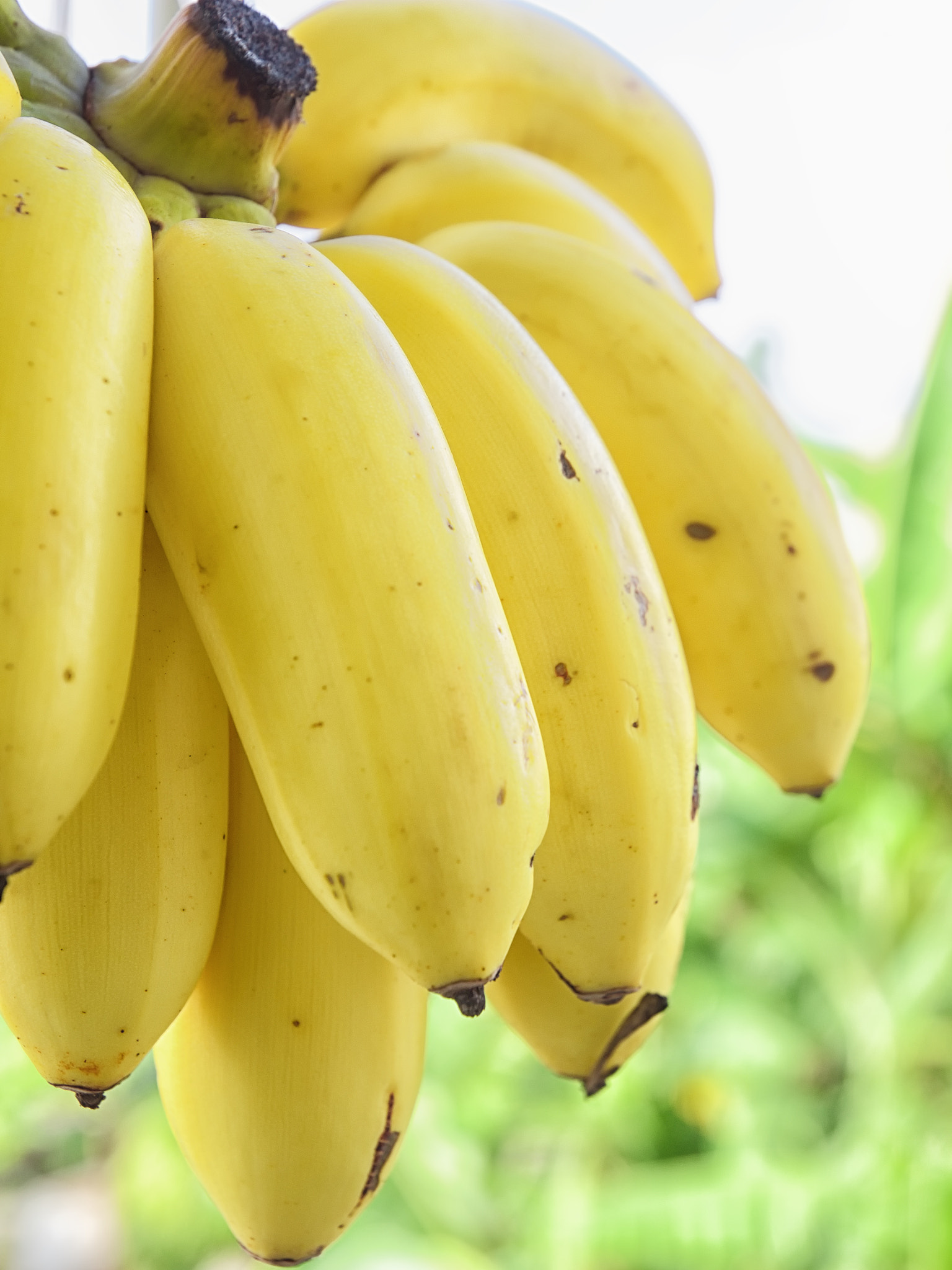Olympus Zuiko Digital ED 12-60mm F2.8-4.0 SWD sample photo. Okinawa island banana. photography