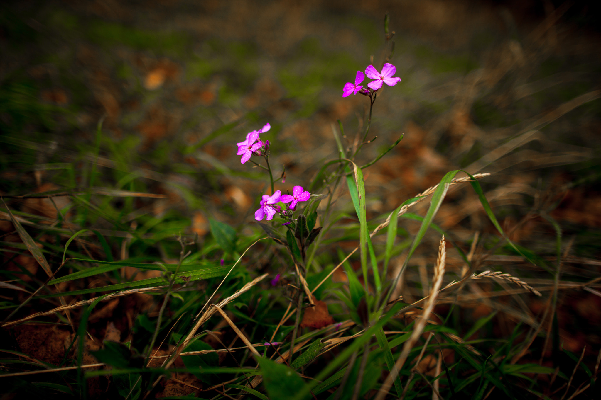 Canon EF 24mm F1.4L II USM sample photo. Nz photography