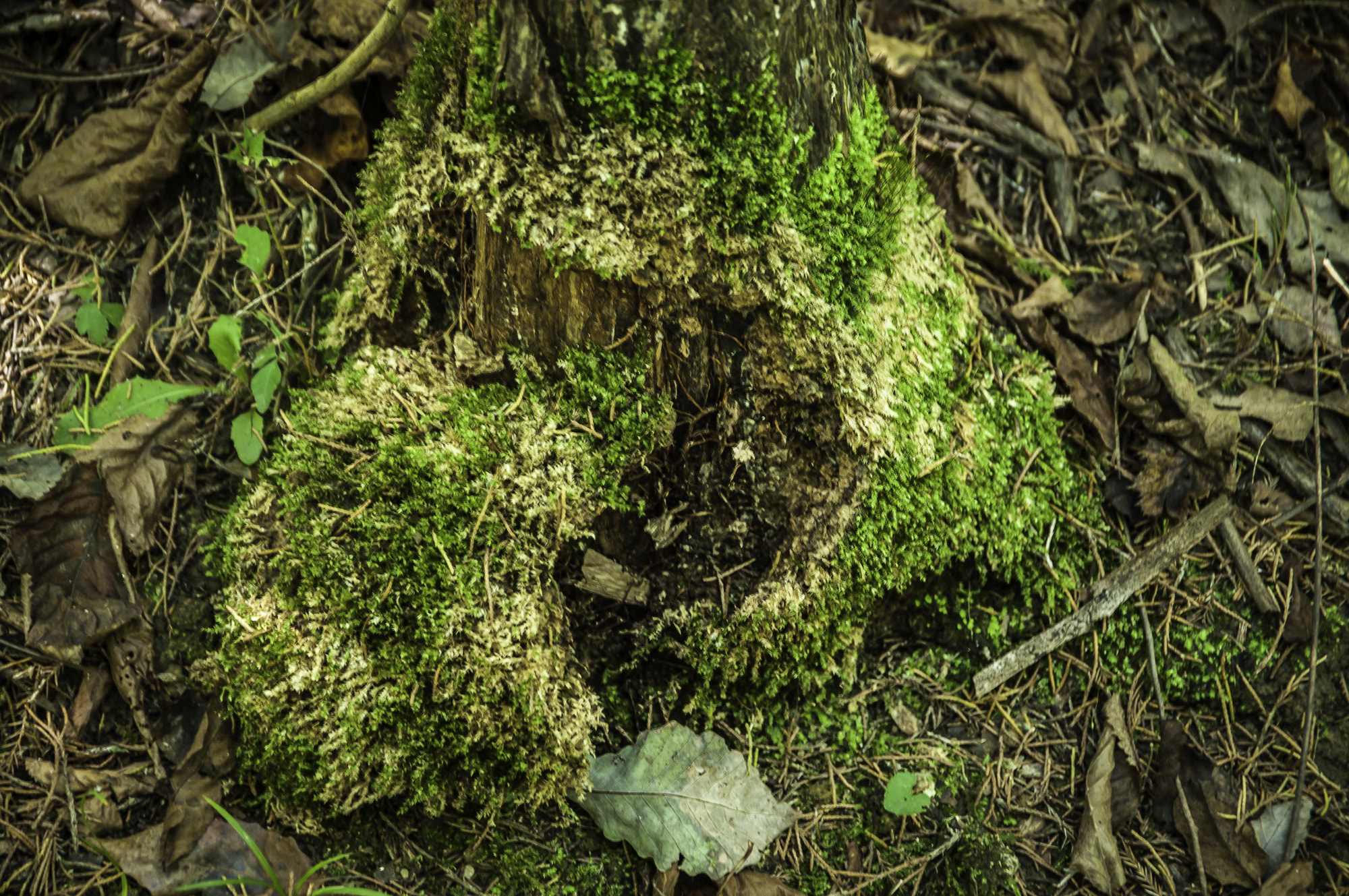 Pentax K20D sample photo. Parklands photography