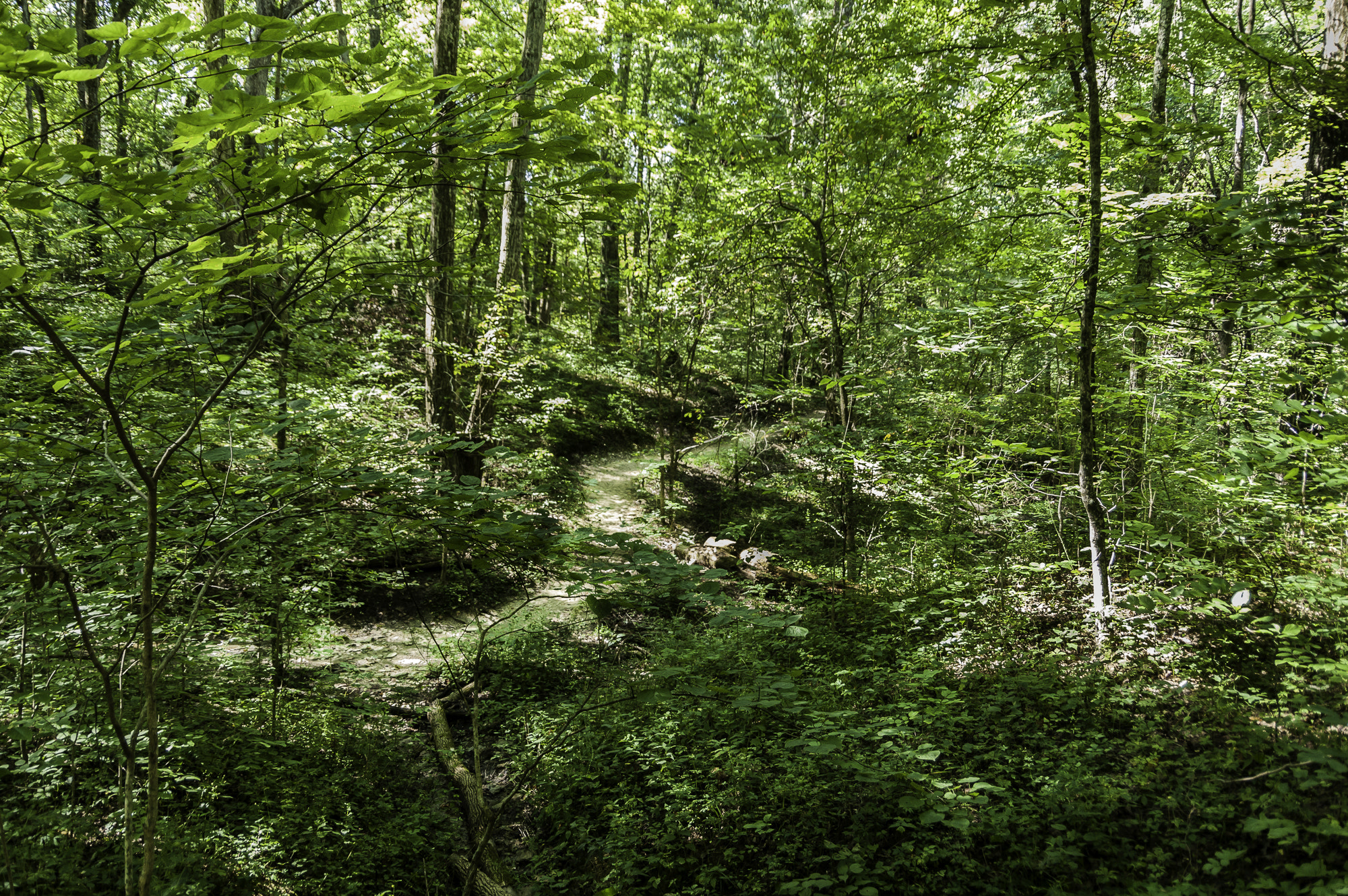 Pentax K20D sample photo. Parklands photography