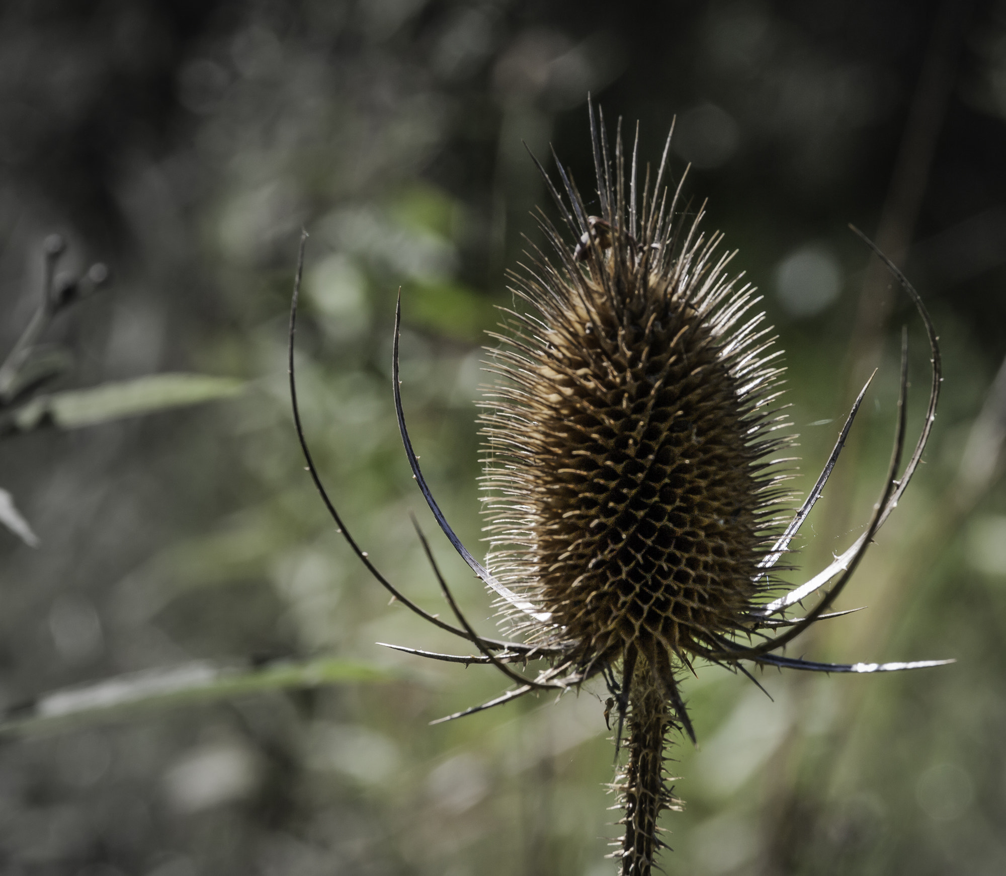Pentax K20D sample photo. Parklands photography