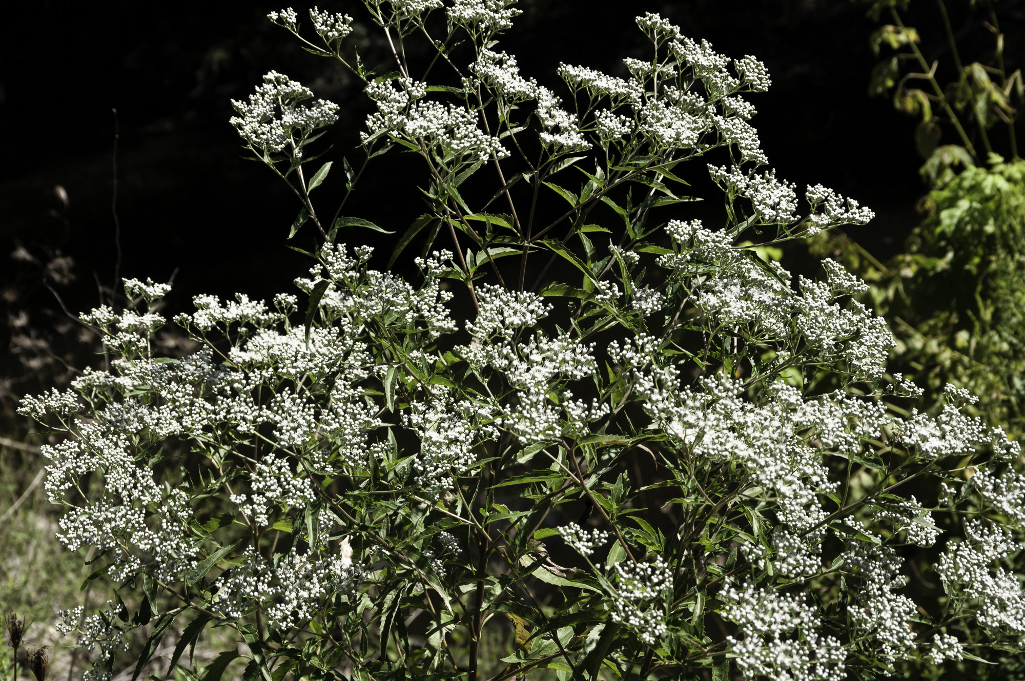 Pentax K20D sample photo. Parklands photography