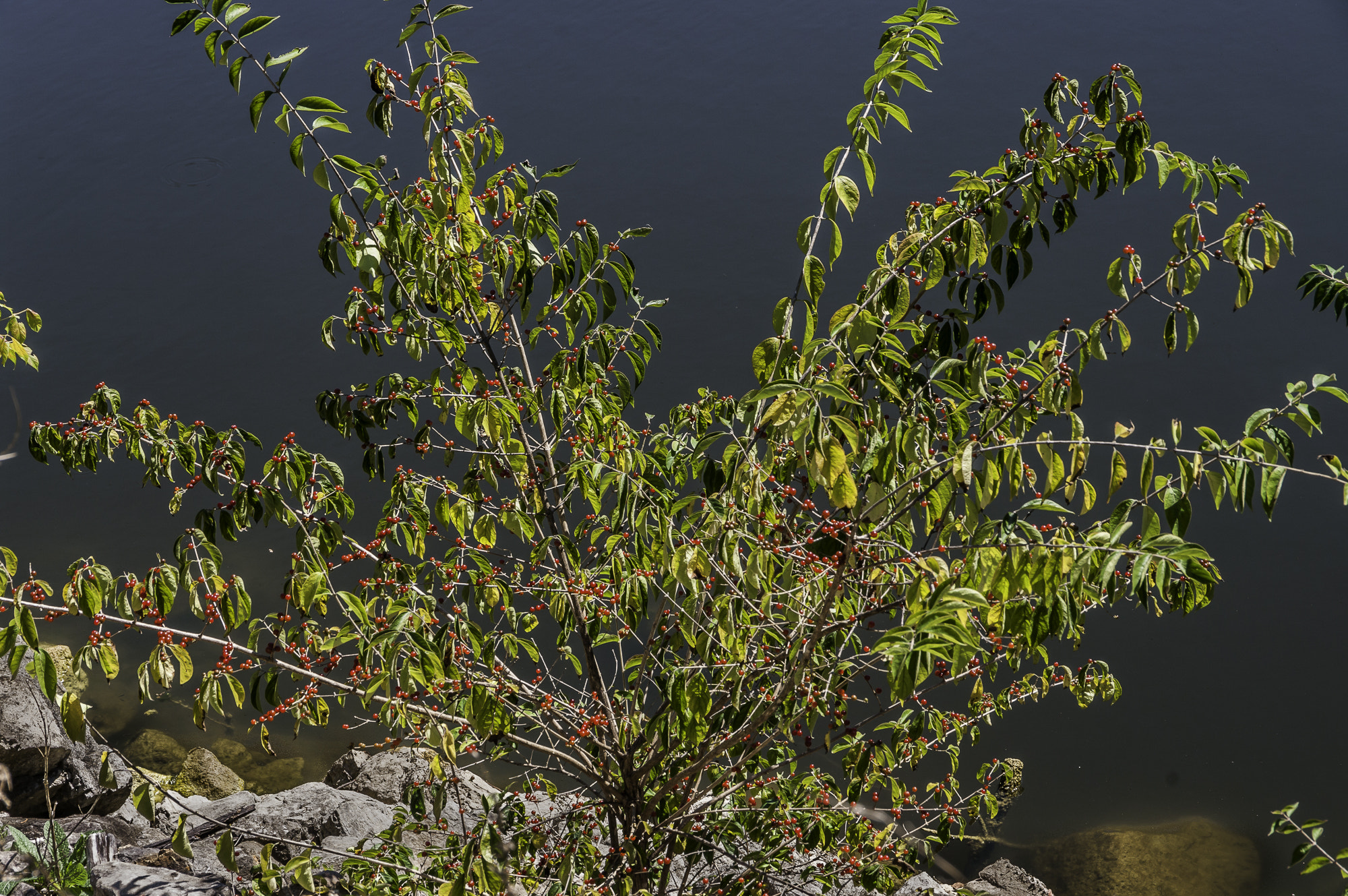 Pentax K20D sample photo. Parklands photography