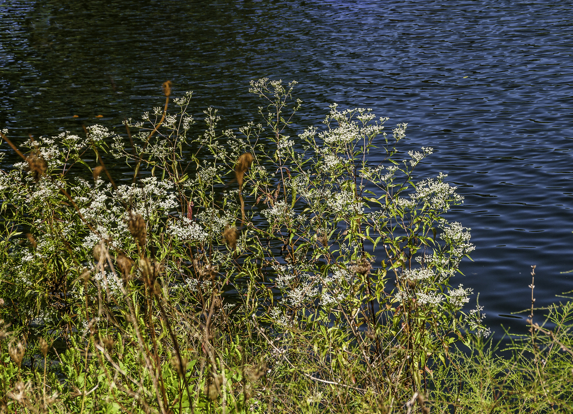 Pentax K20D sample photo. Parklands photography