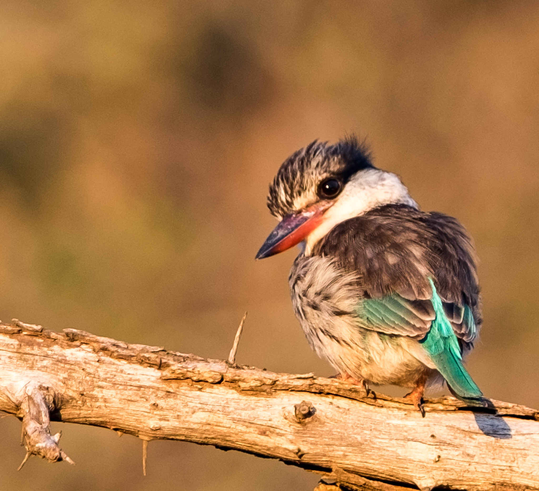 Fujifilm X-T1 + XF50-140mmF2.8 R LM OIS WR + 2x sample photo. Juvenile brown-hooded kingfisher photography