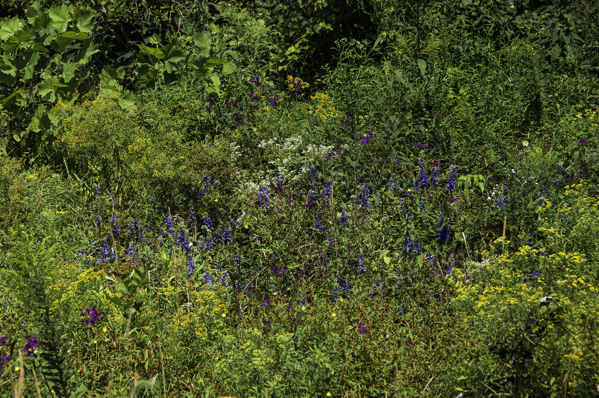 Pentax K20D sample photo. Parklands photography