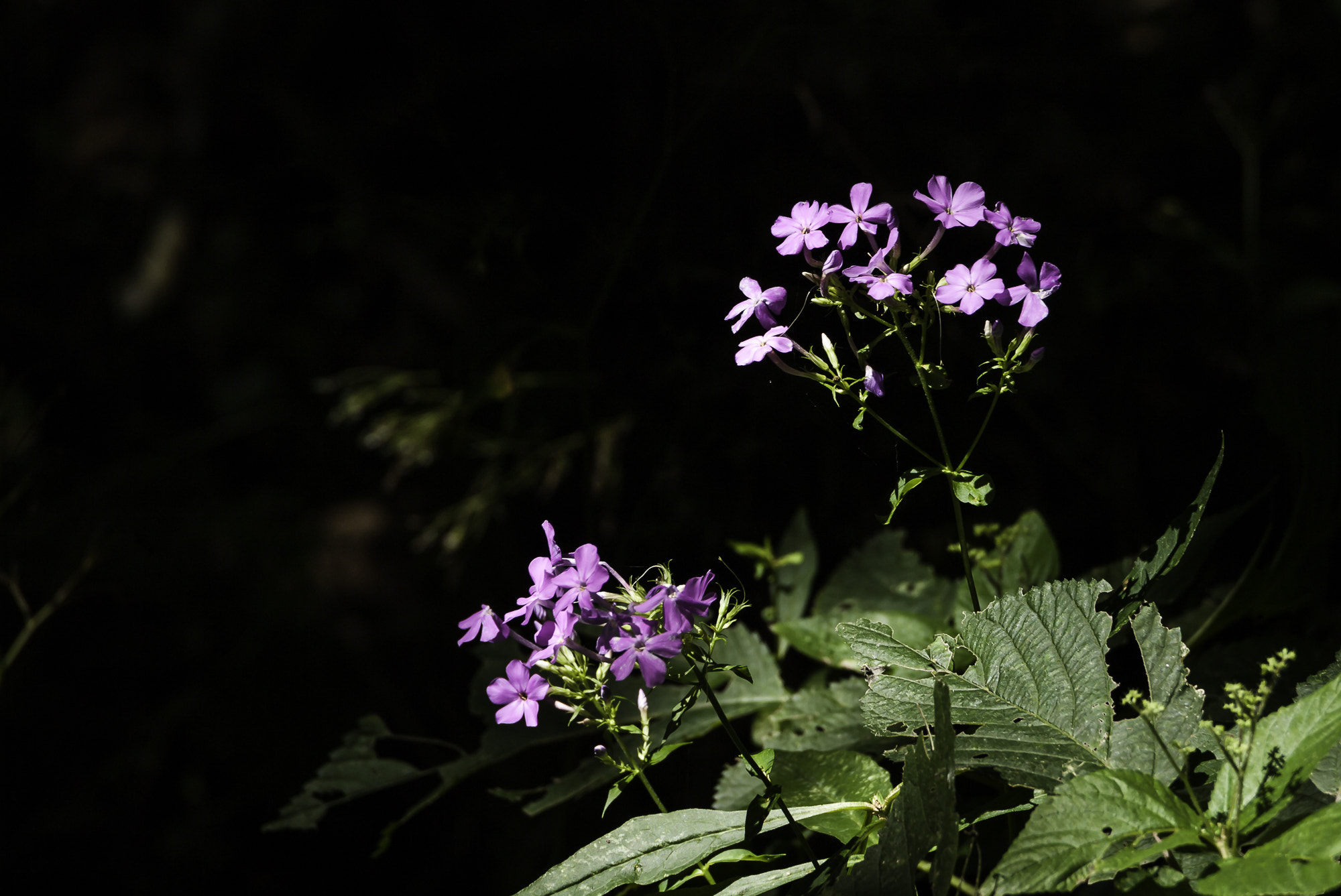Pentax K20D sample photo. Parklands photography