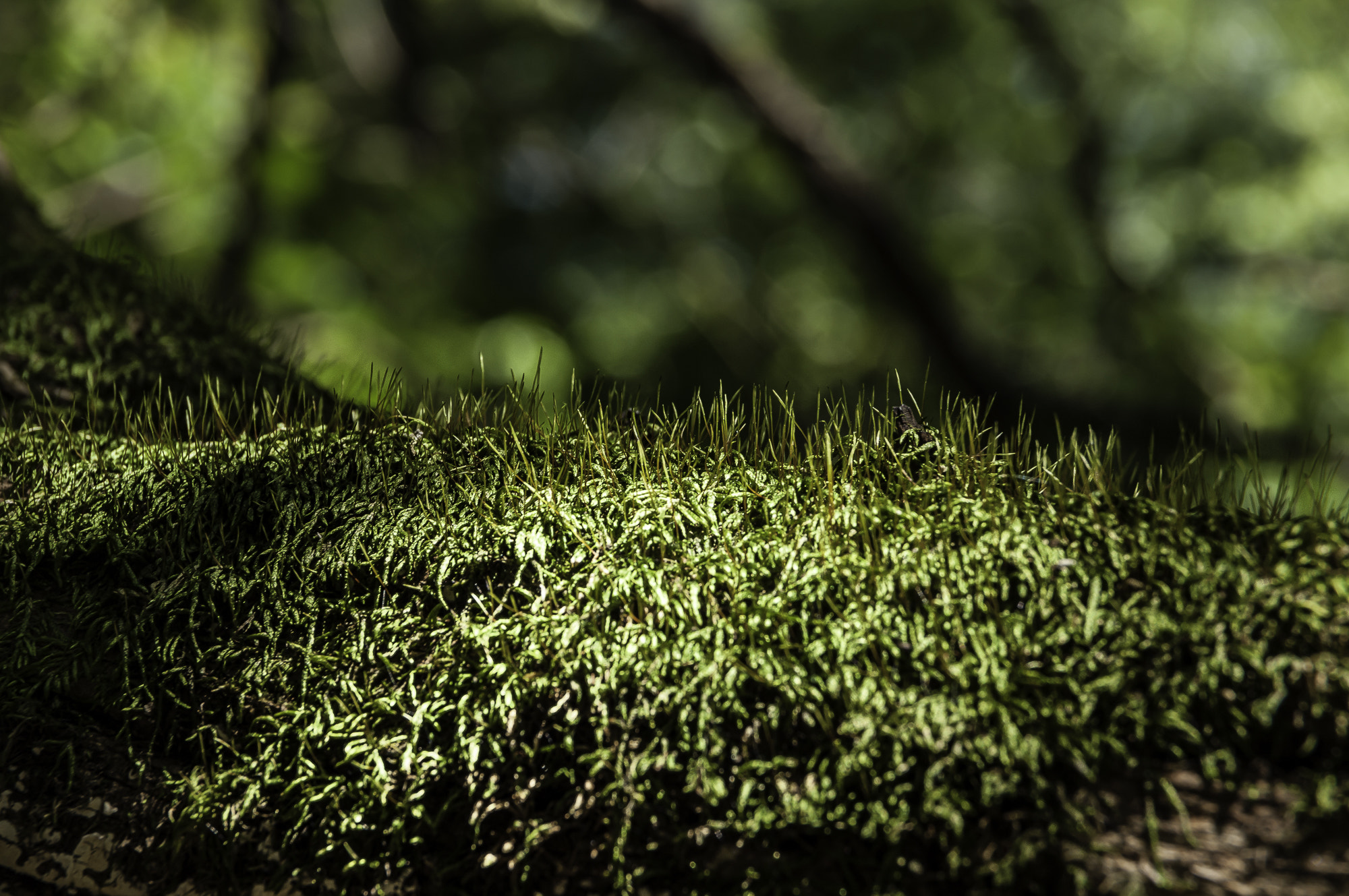 Pentax K20D sample photo. Parklands photography