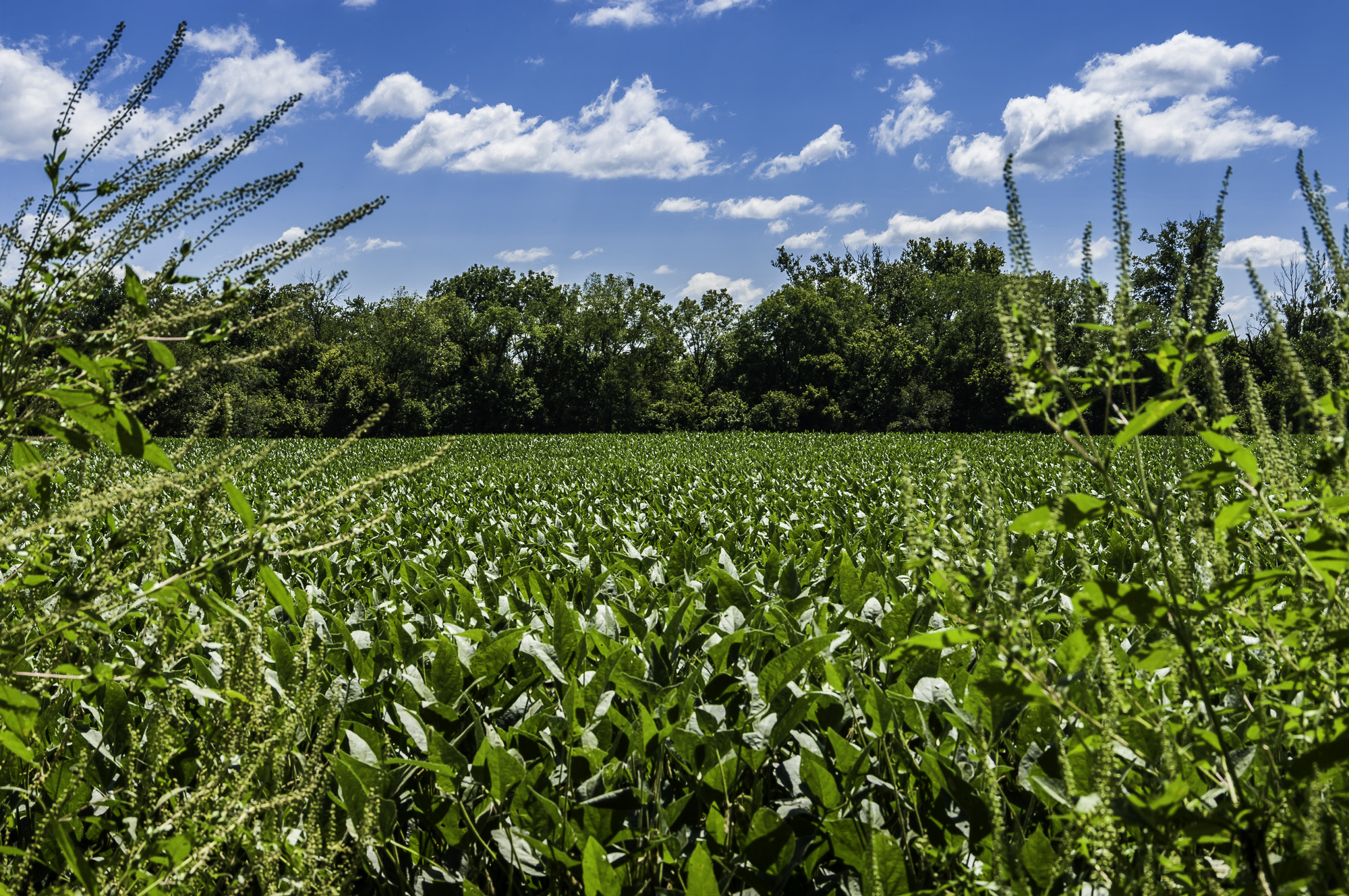 Pentax K20D sample photo. Parklands photography