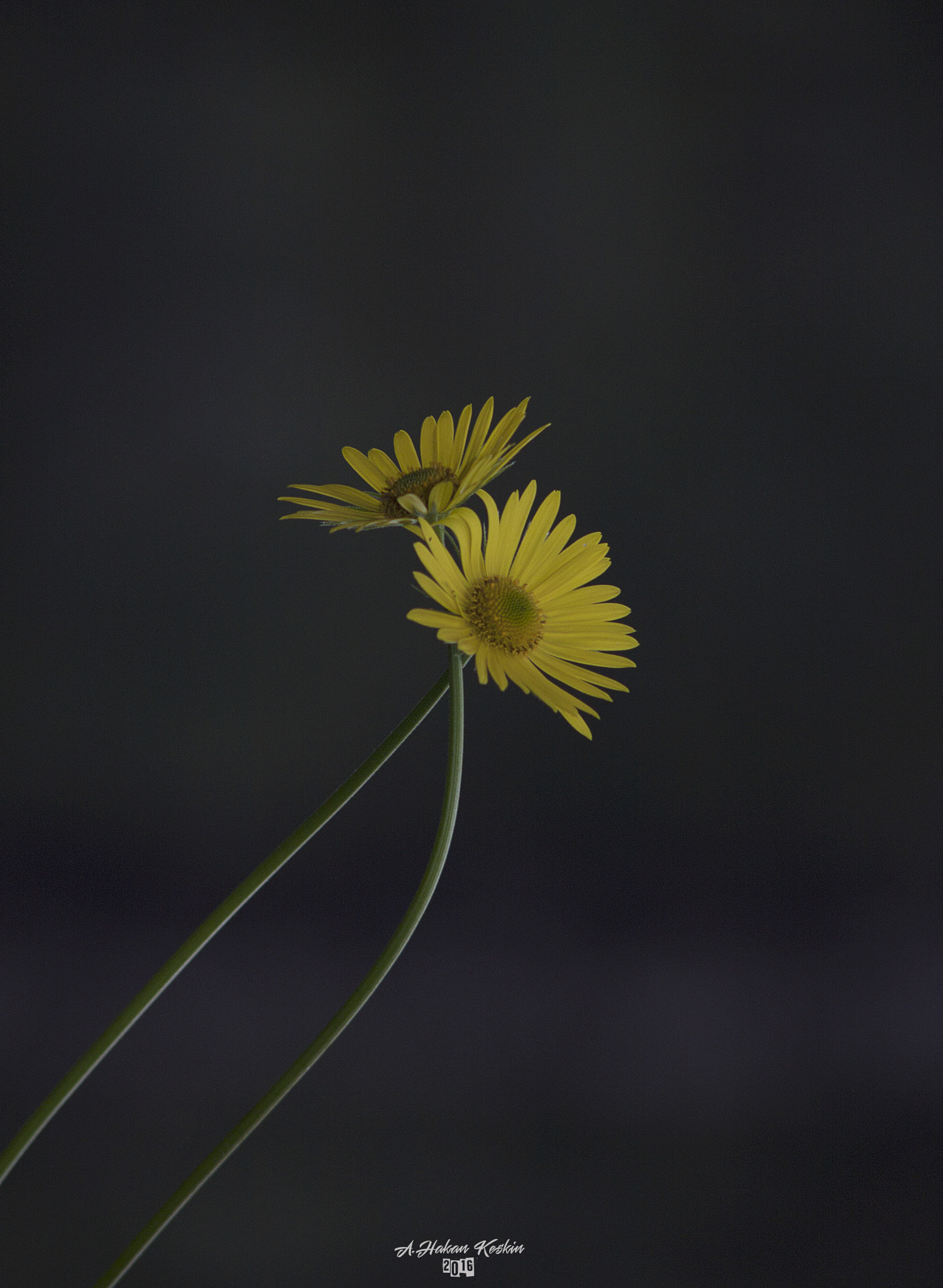 Canon EF 35-80mm f/4-5.6 sample photo. Sarı papatya photography