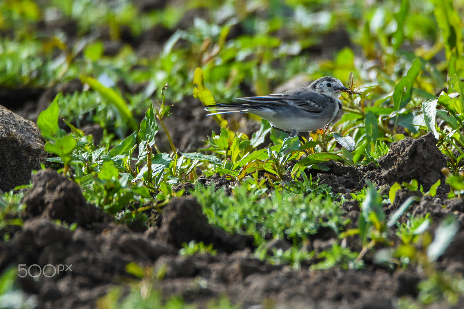 Tamron SP 150-600mm F5-6.3 Di VC USD sample photo. A wagtail enjoying a lunchbreak photography