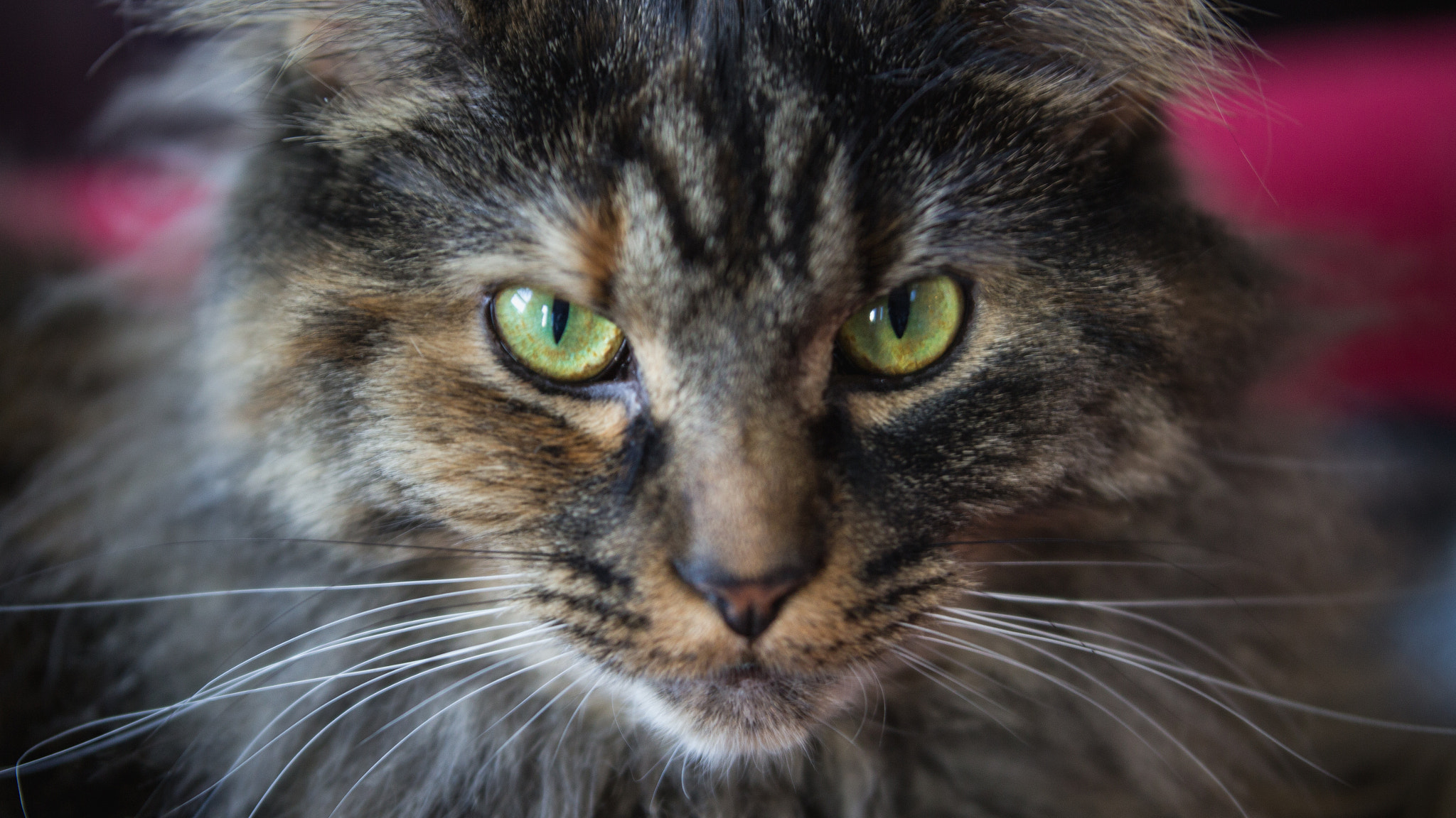 Sigma 50-100mm F1.8 DC HSM Art sample photo. Aby photography