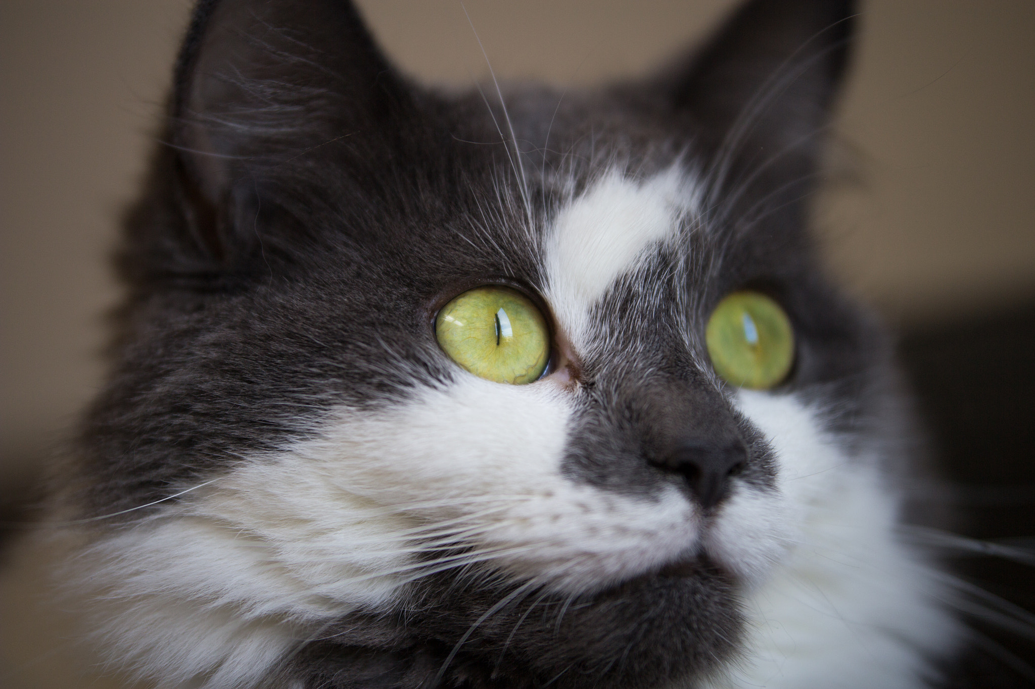 Sigma 50-100mm F1.8 DC HSM Art sample photo. Zoe photography