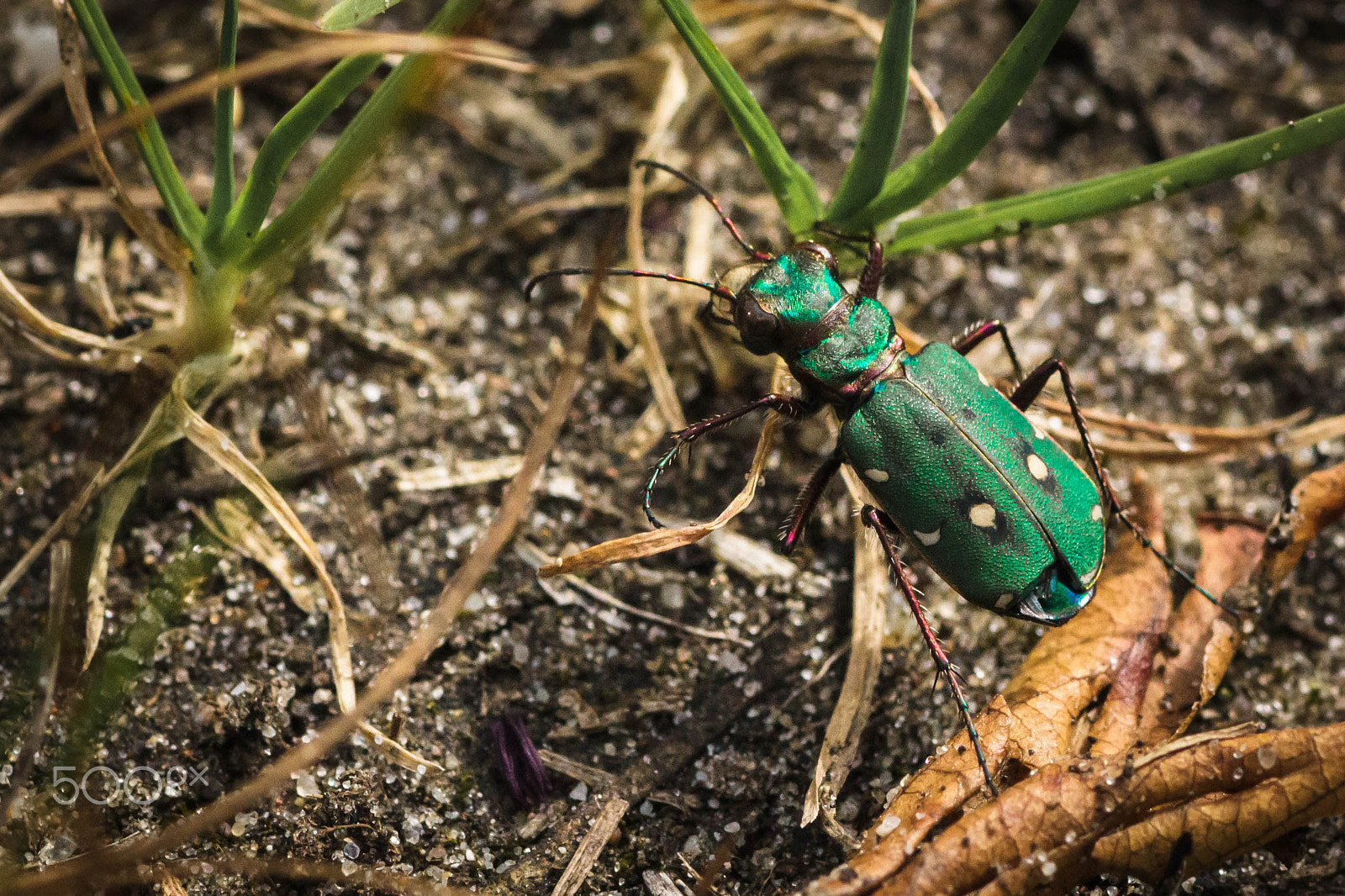 Canon EOS 600D (Rebel EOS T3i / EOS Kiss X5) + Tamron SP AF 90mm F2.8 Di Macro sample photo. Green tiger beetle photography