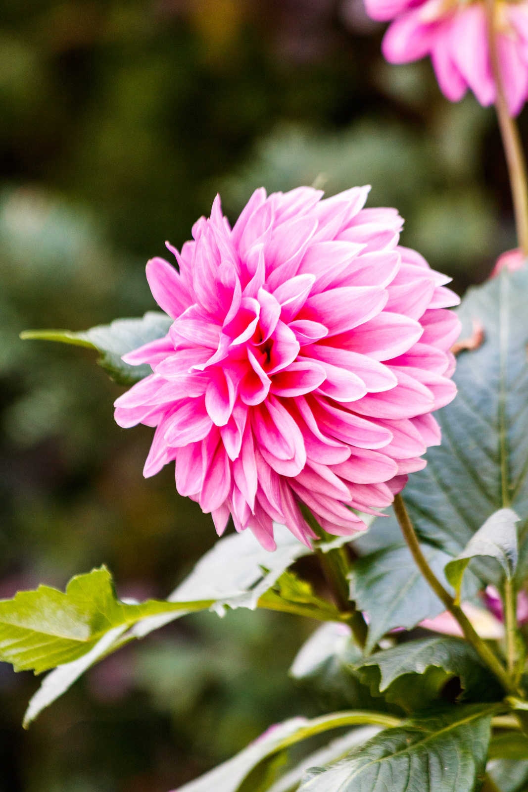 Canon EF 70-300mm F4-5.6 IS USM sample photo. Flowers photography