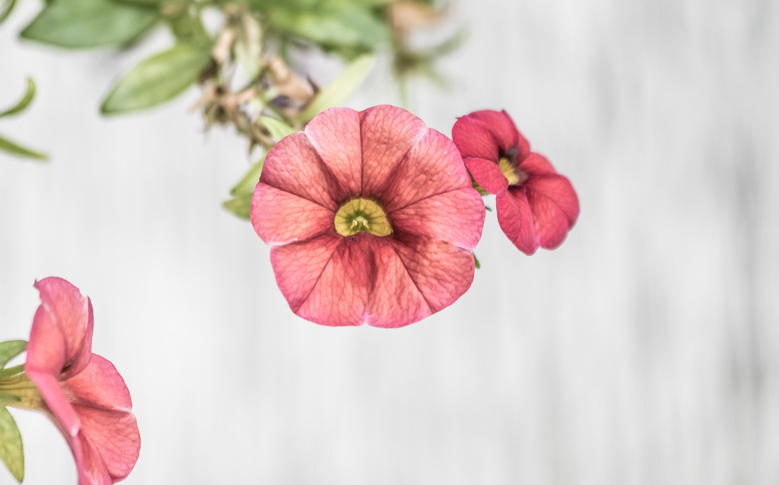 Canon EF 70-300mm F4-5.6 IS USM sample photo. Flowers photography